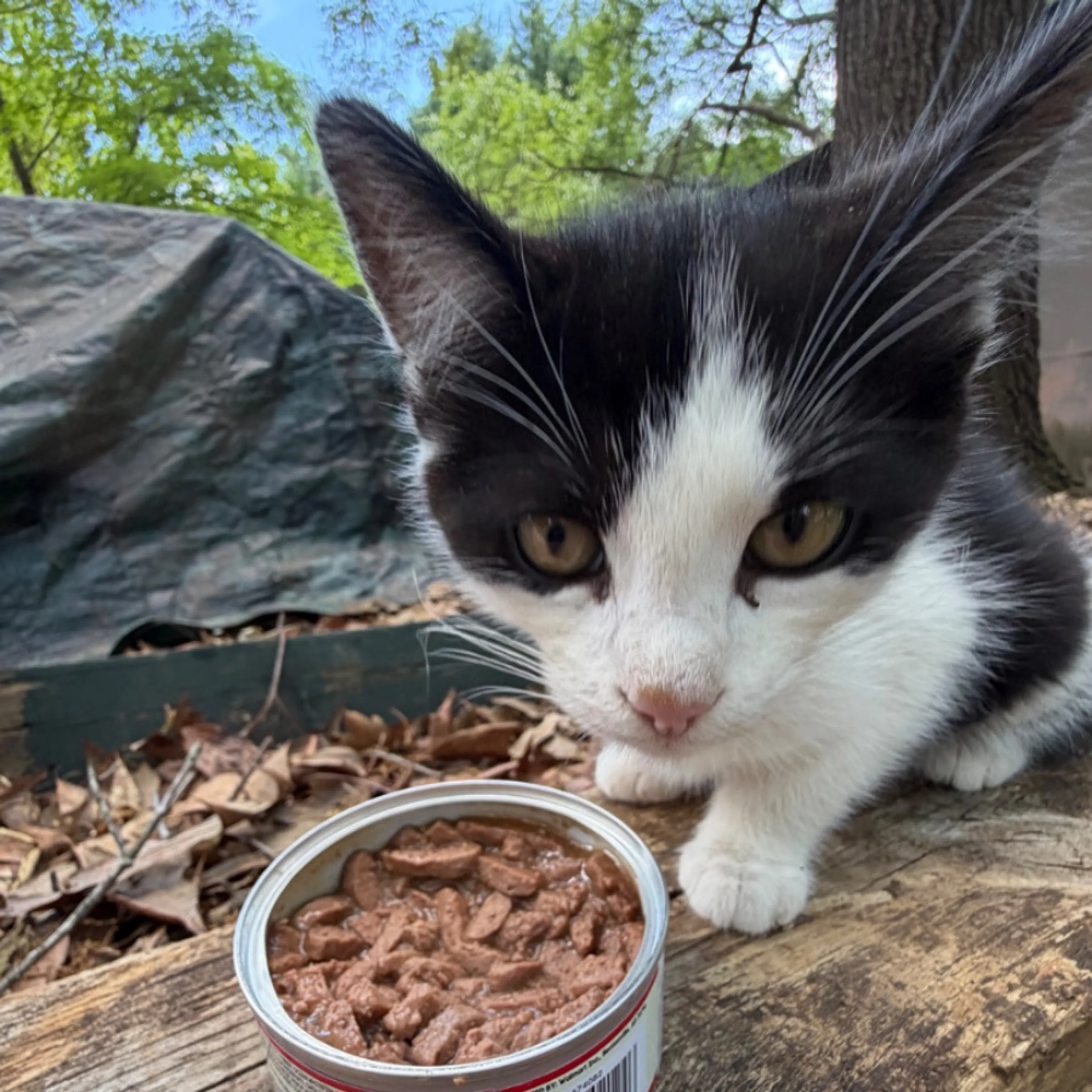 Lost pet