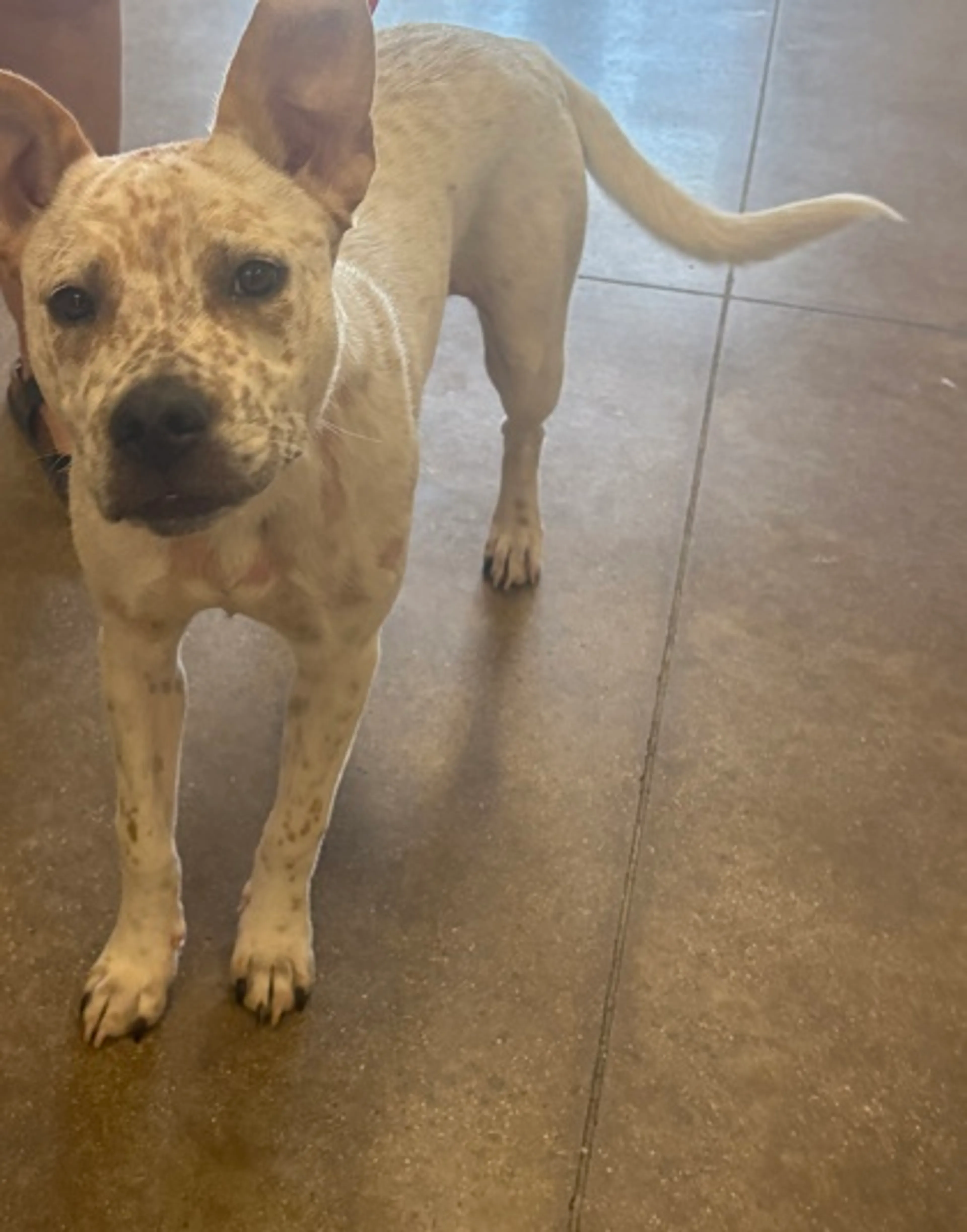 Found pet