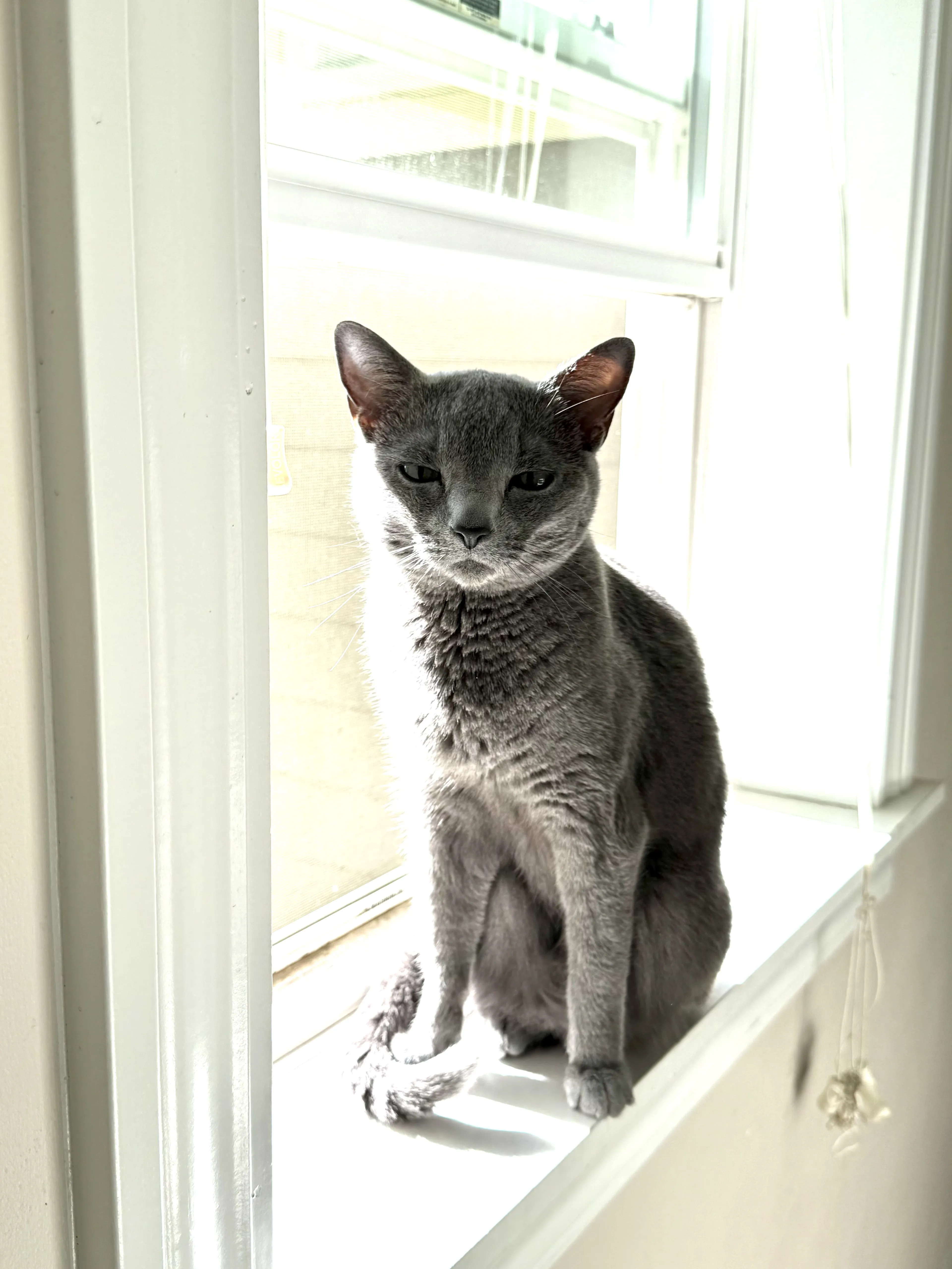 Lost pet