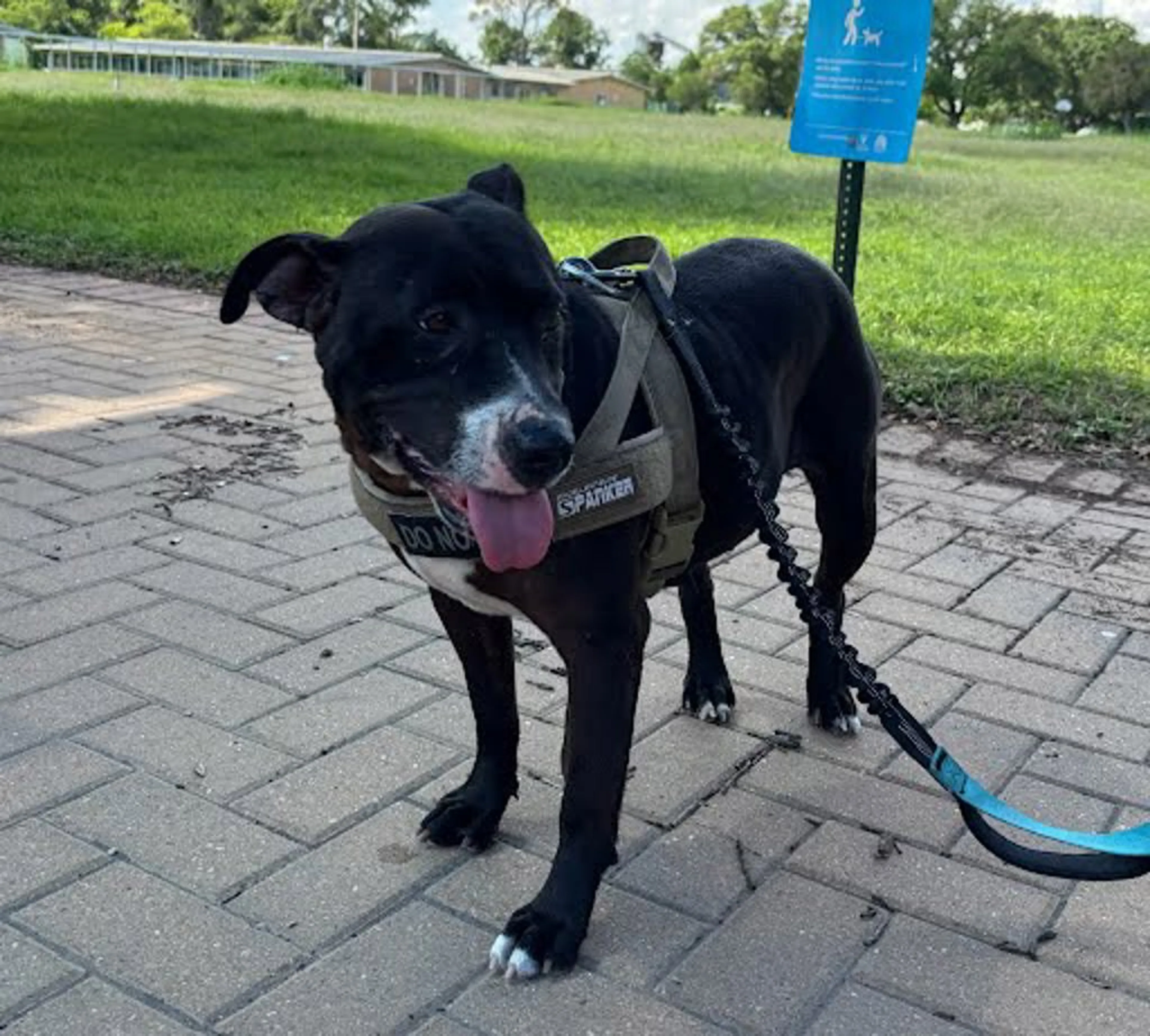 Found pet