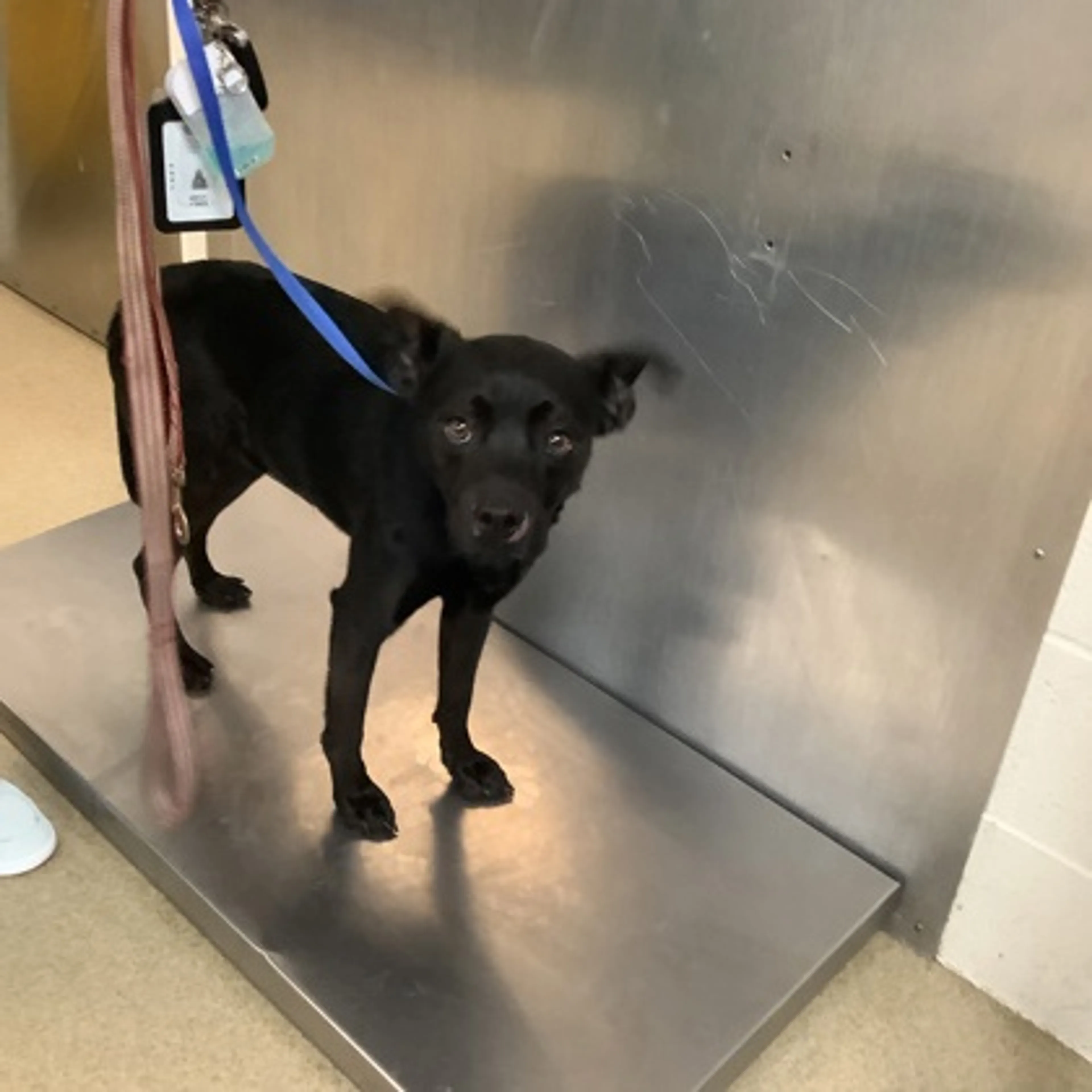Found pet