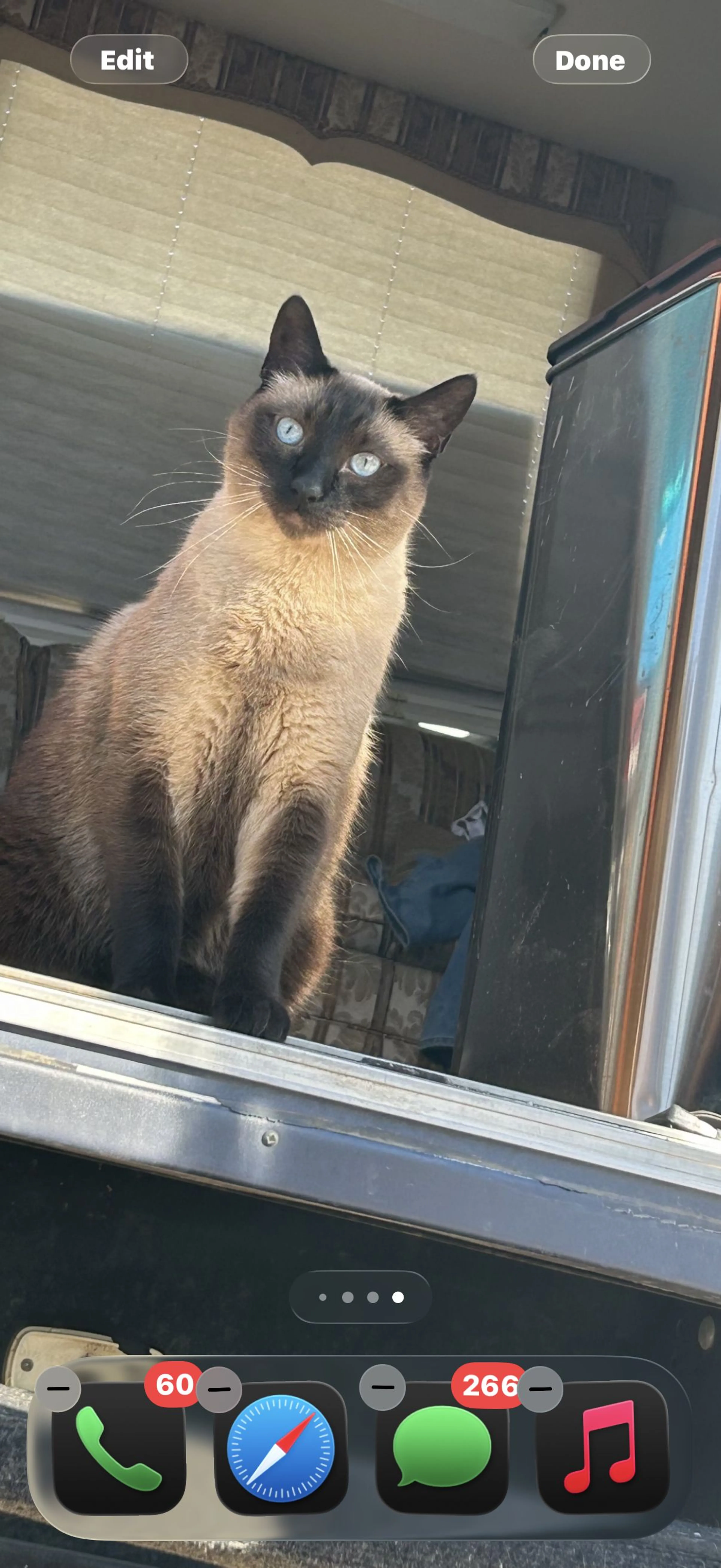 Lost pet-0