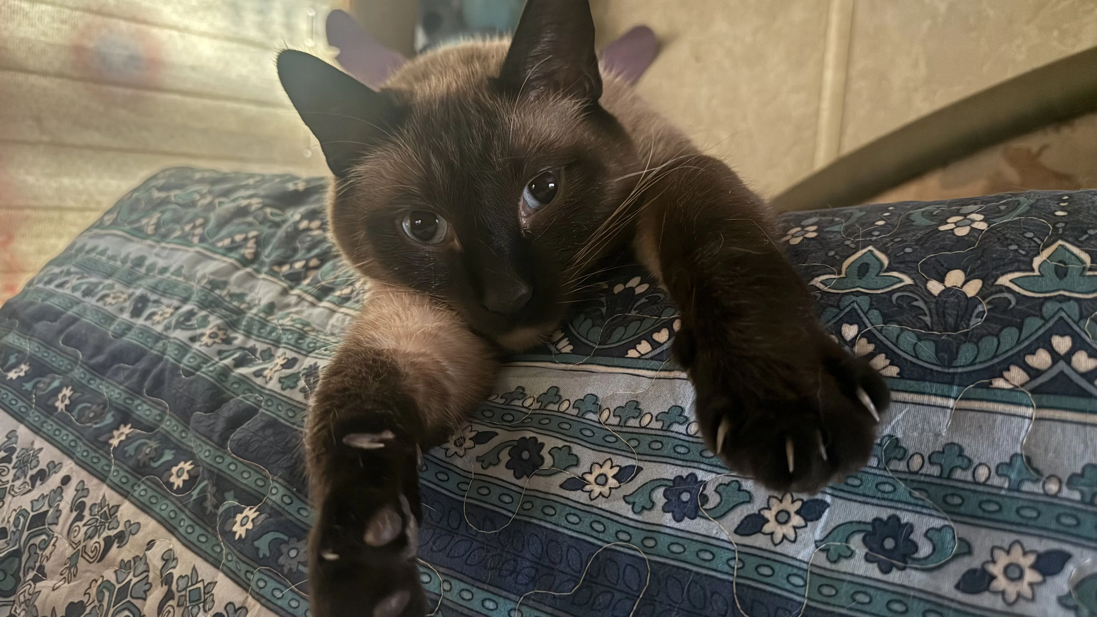 Lost pet-2