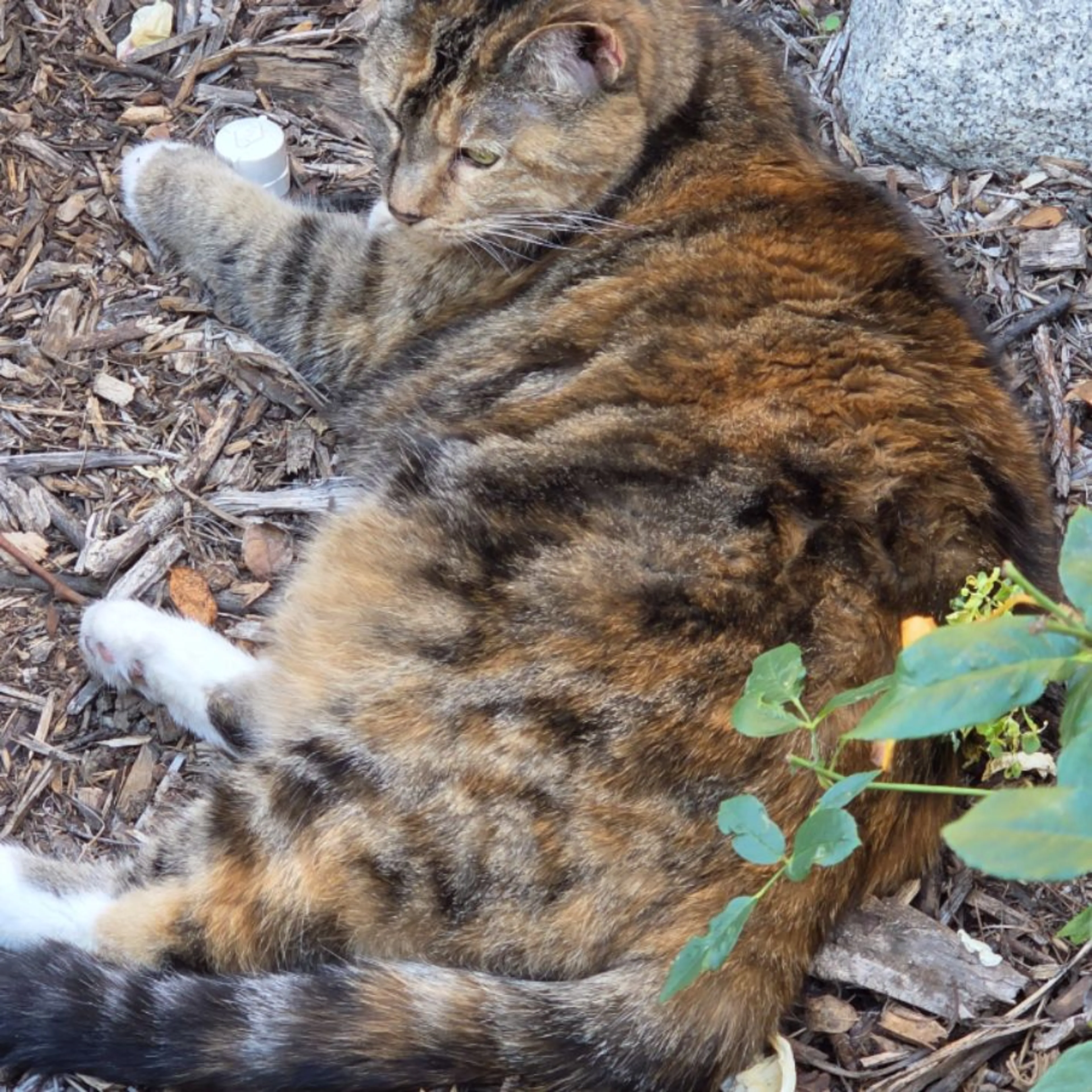 Lost pet