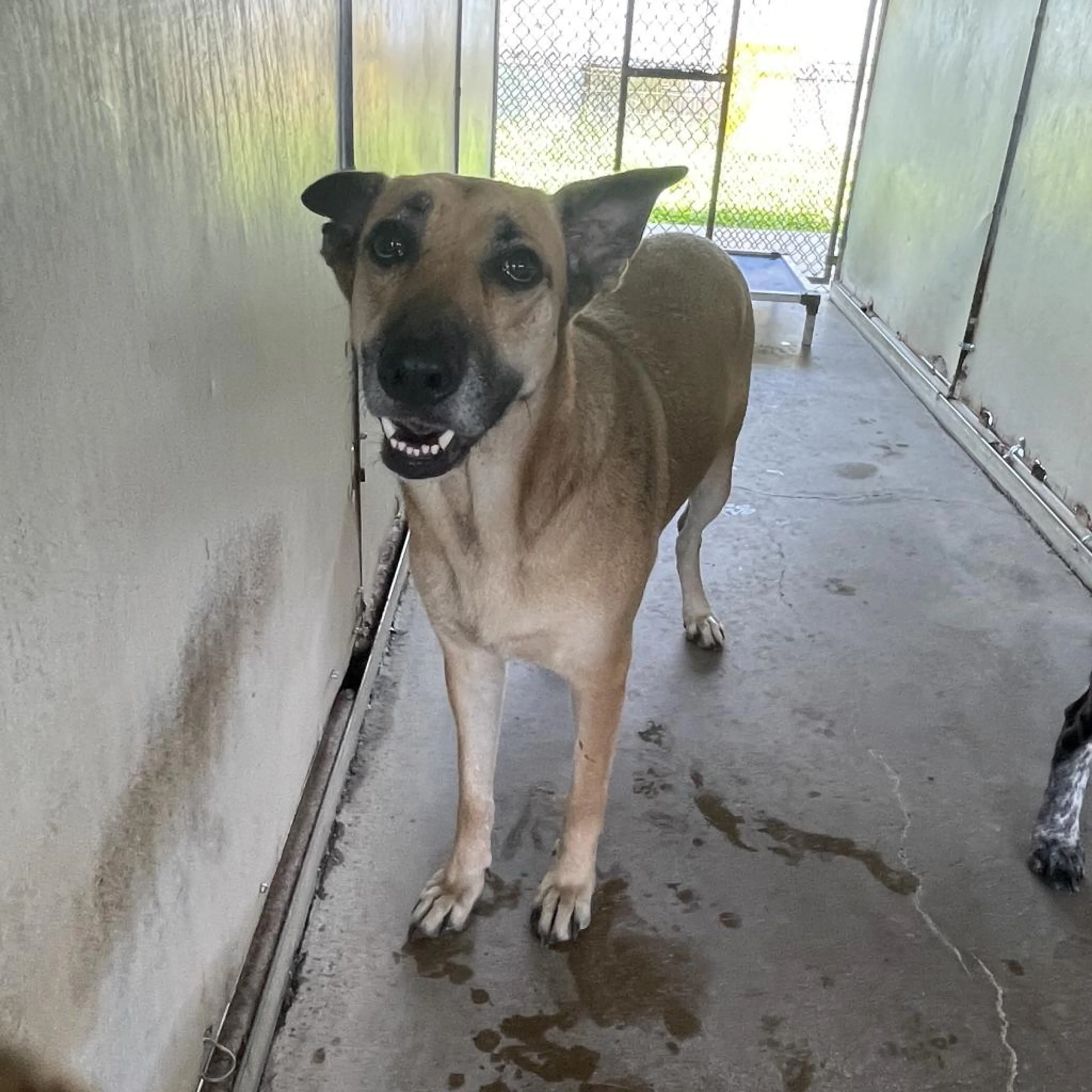 Found pet-2