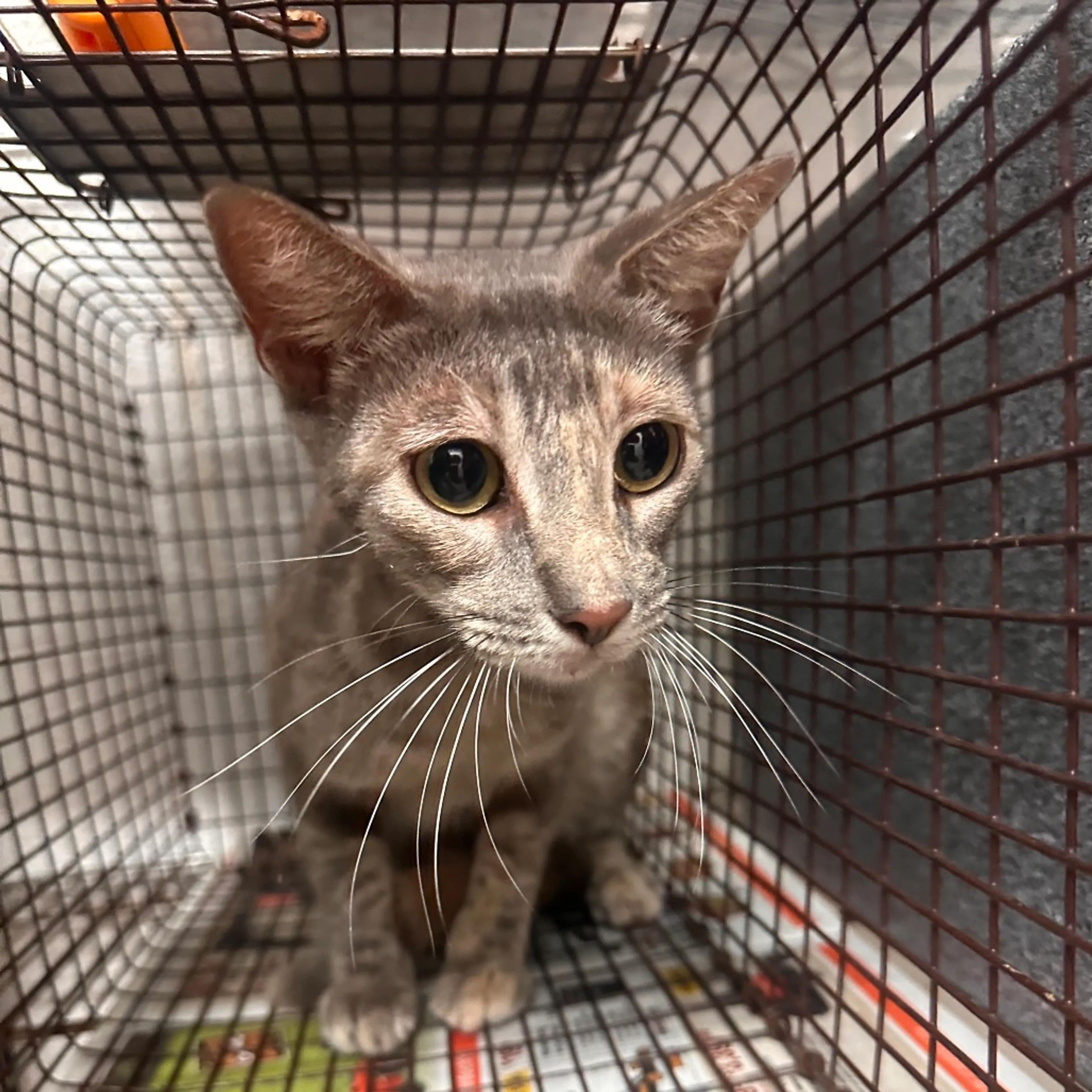 Found pet