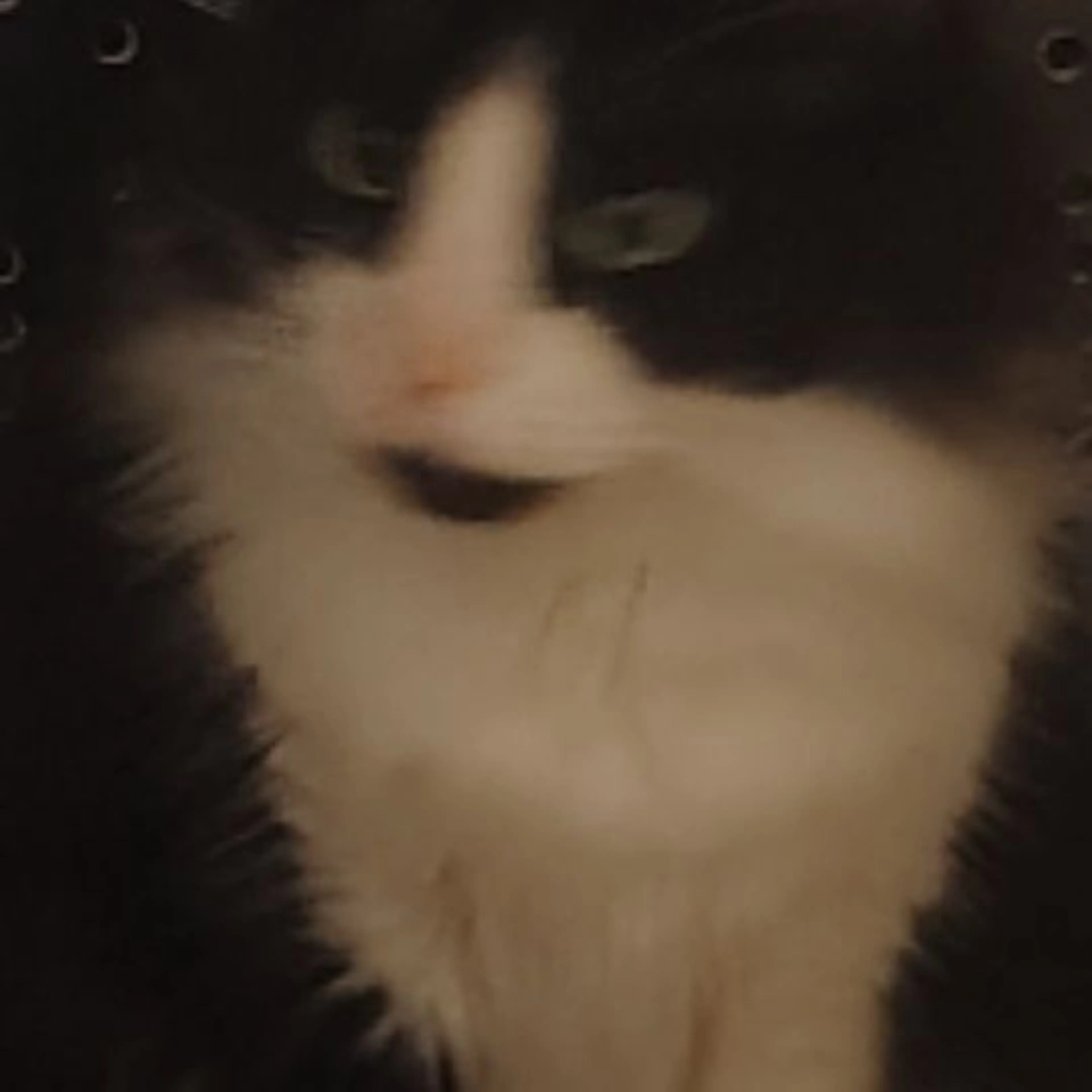Lost pet