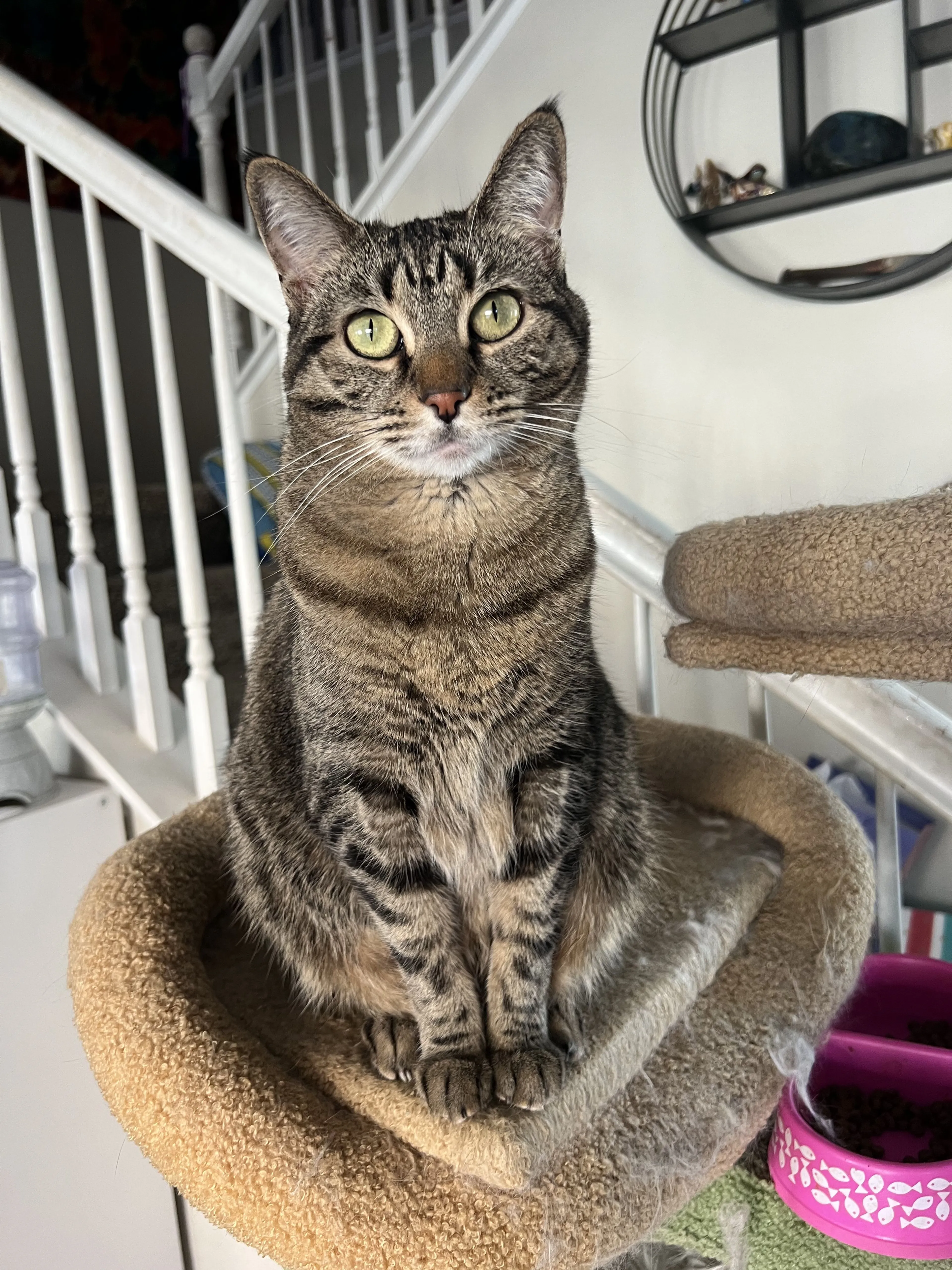 Lost pet