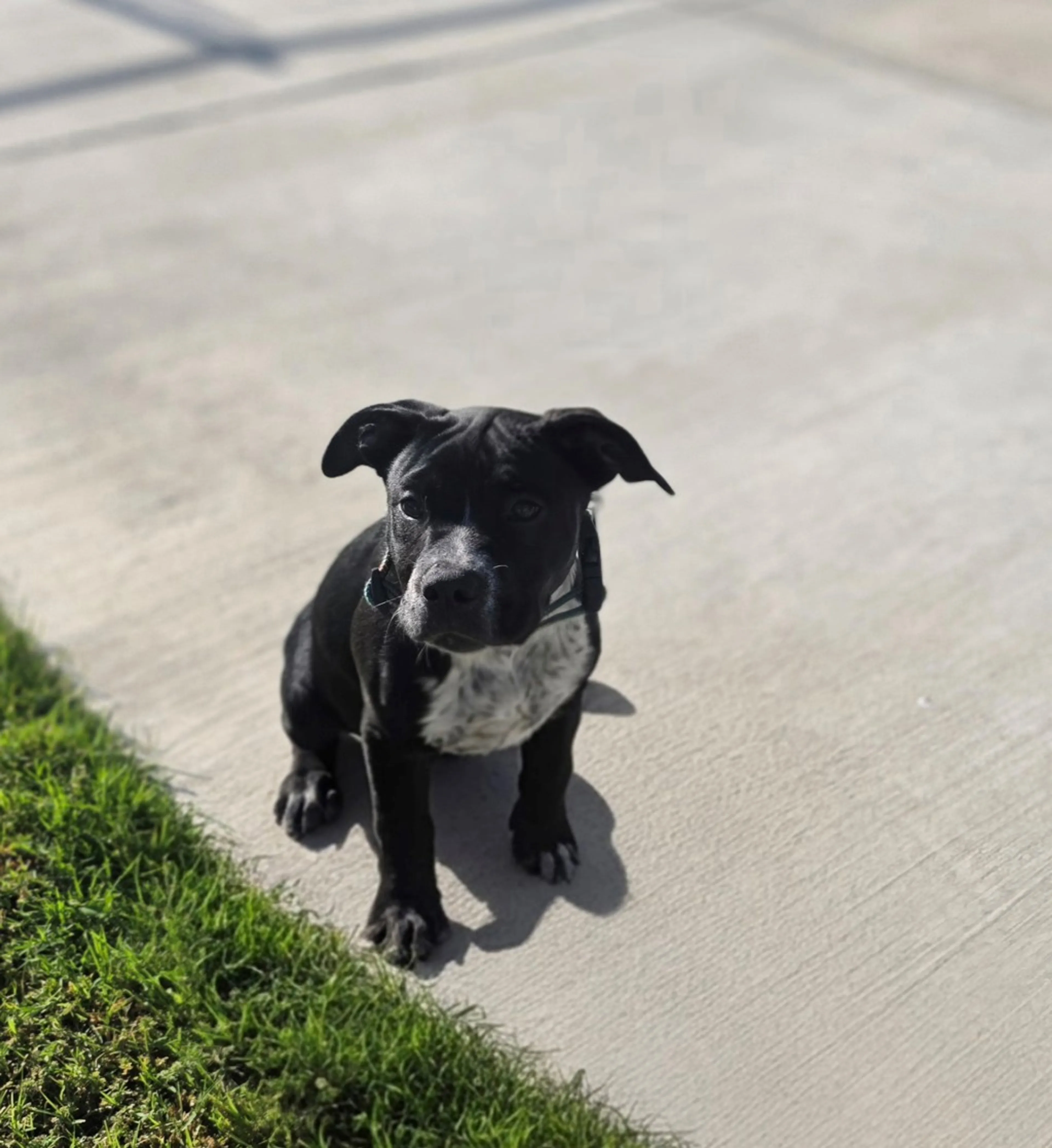 Found pet