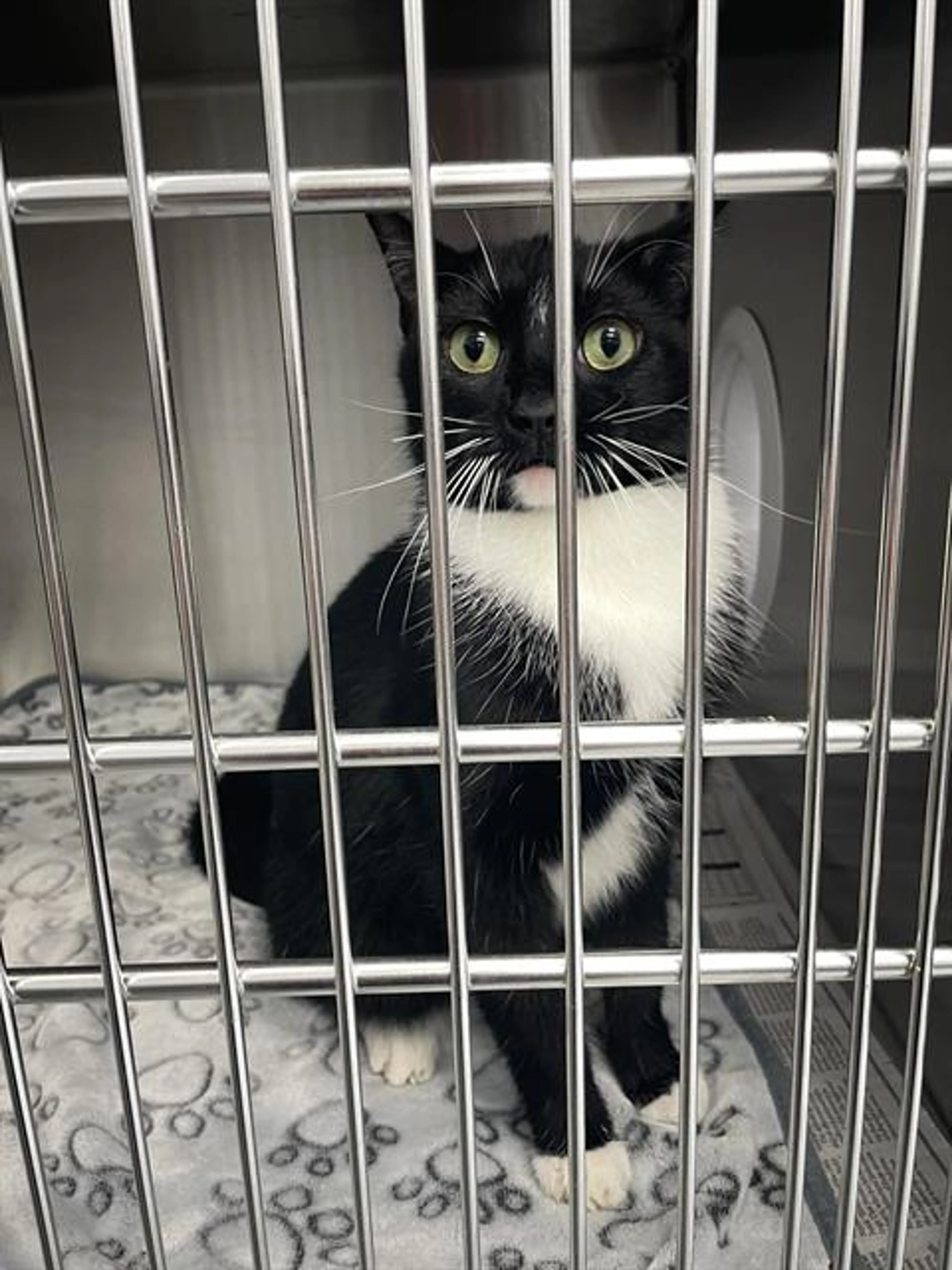 Found pet