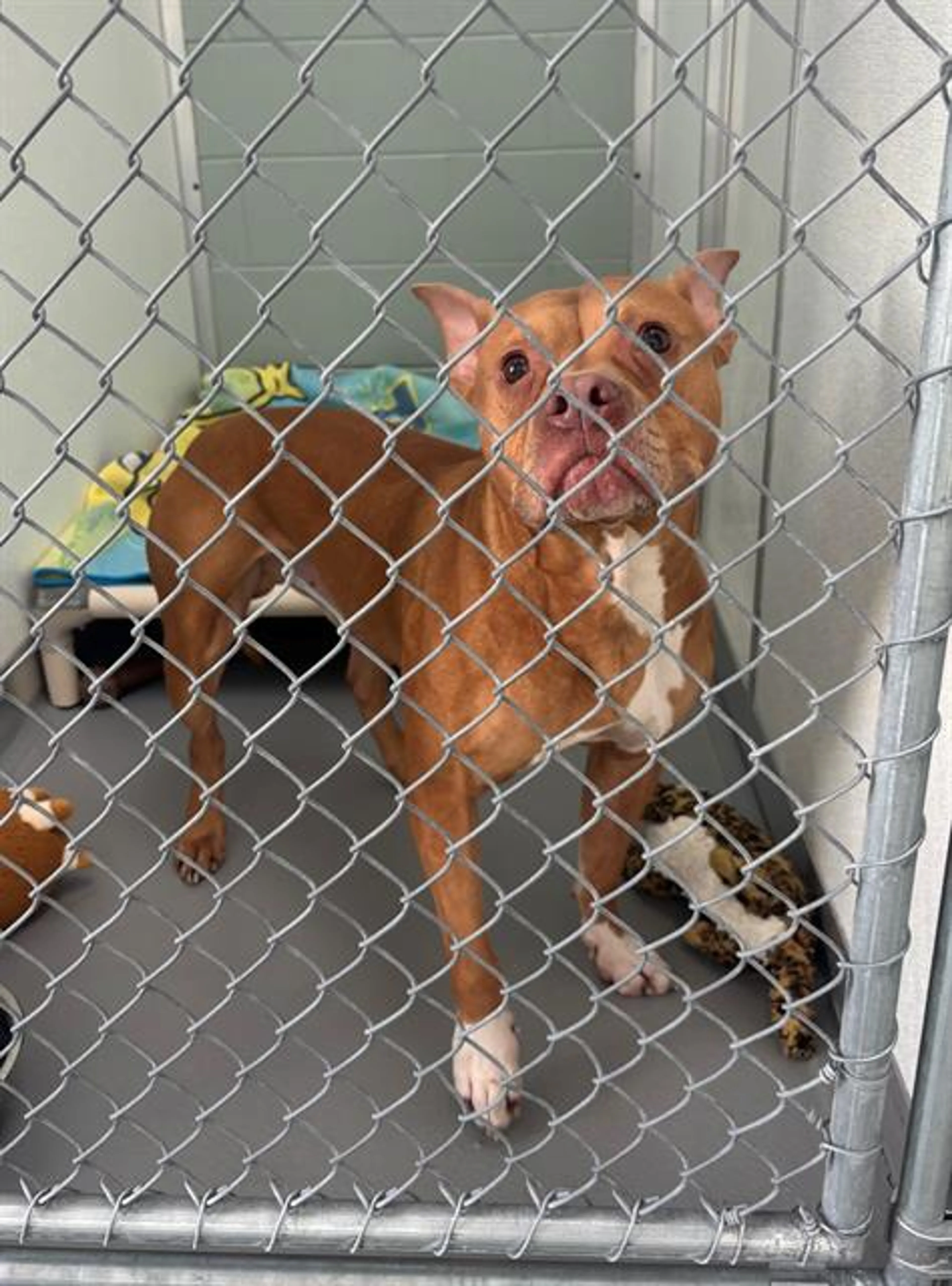 Found pet