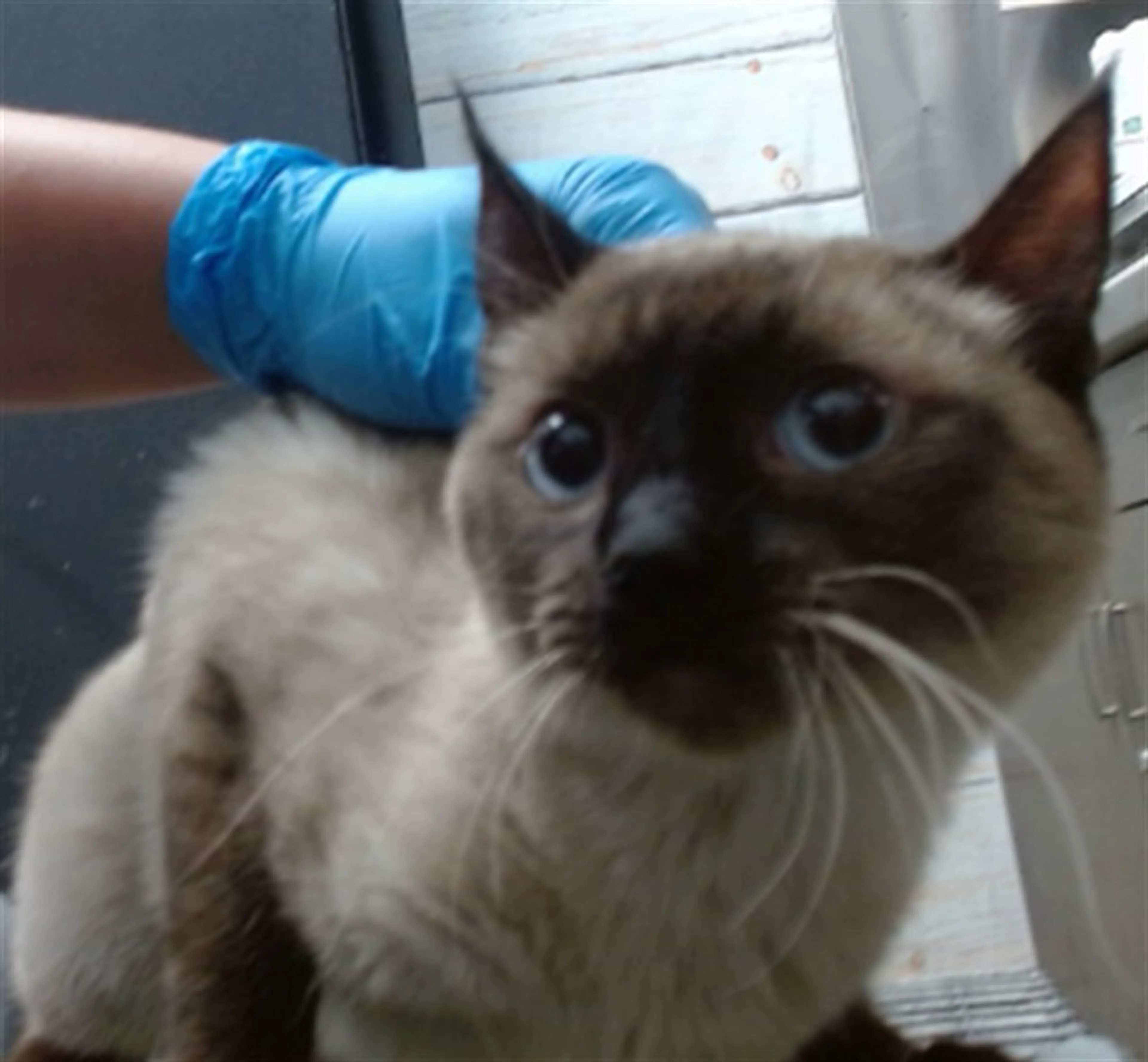Found pet