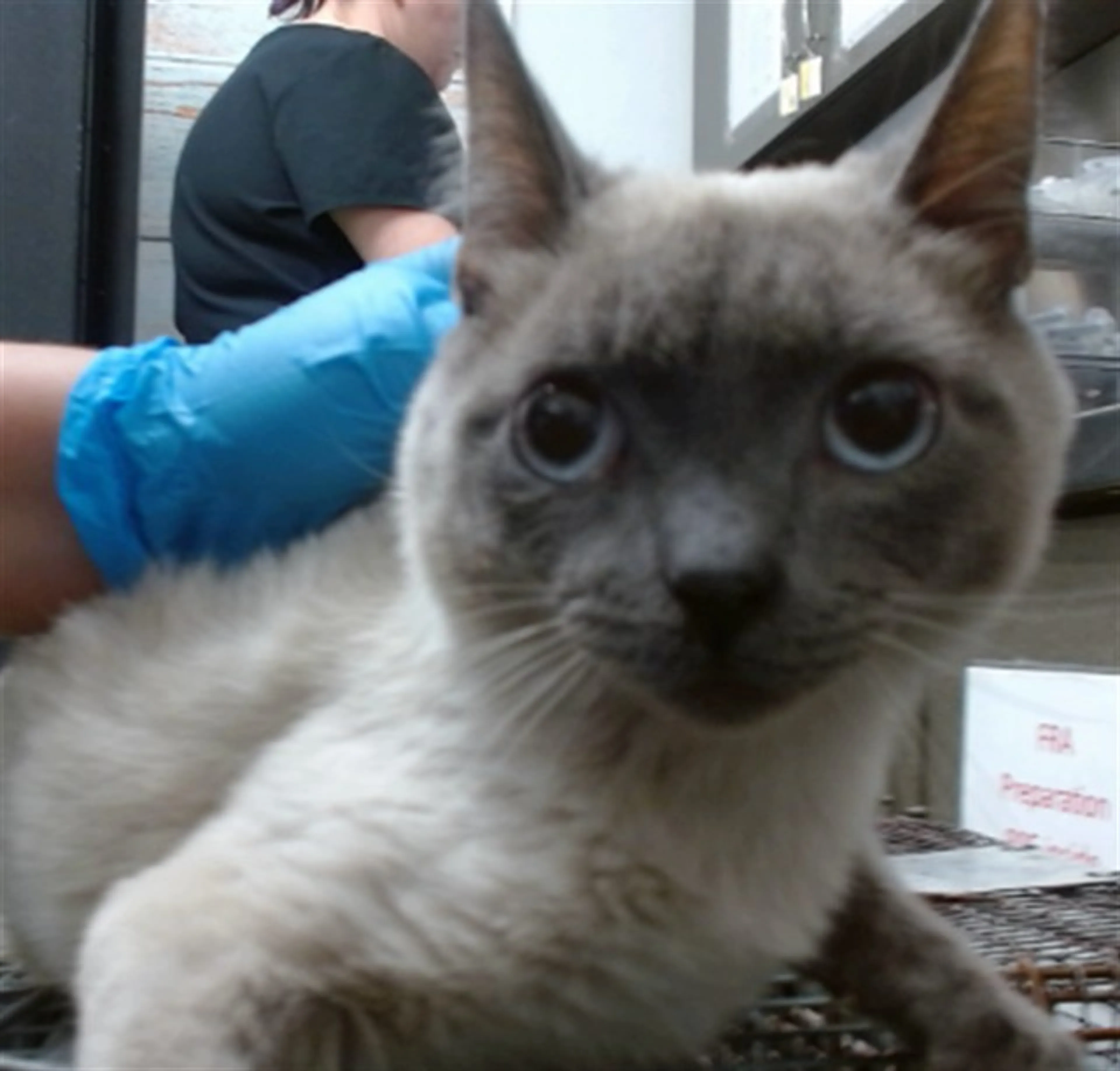 Found pet