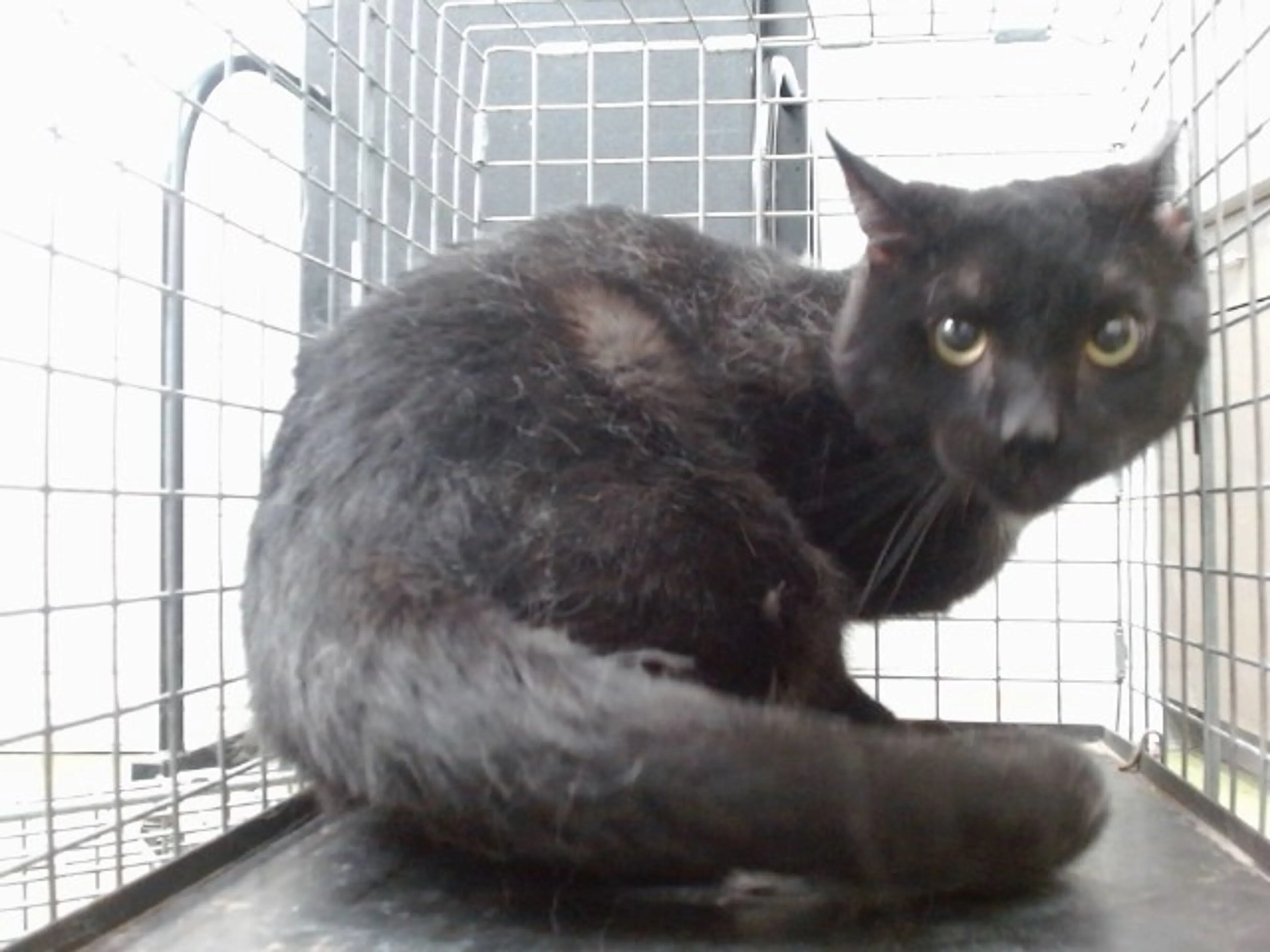 Found pet