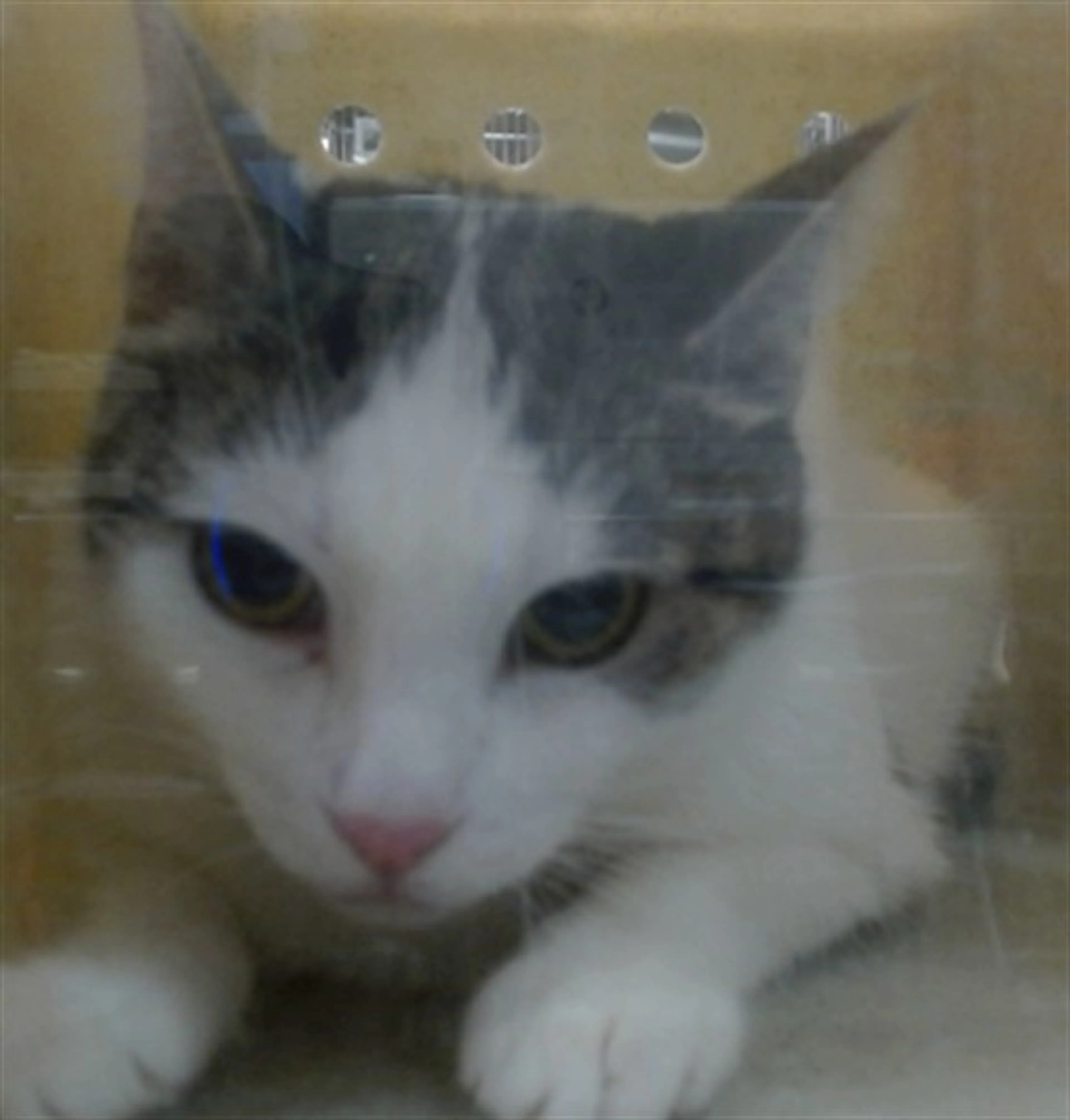 Found pet
