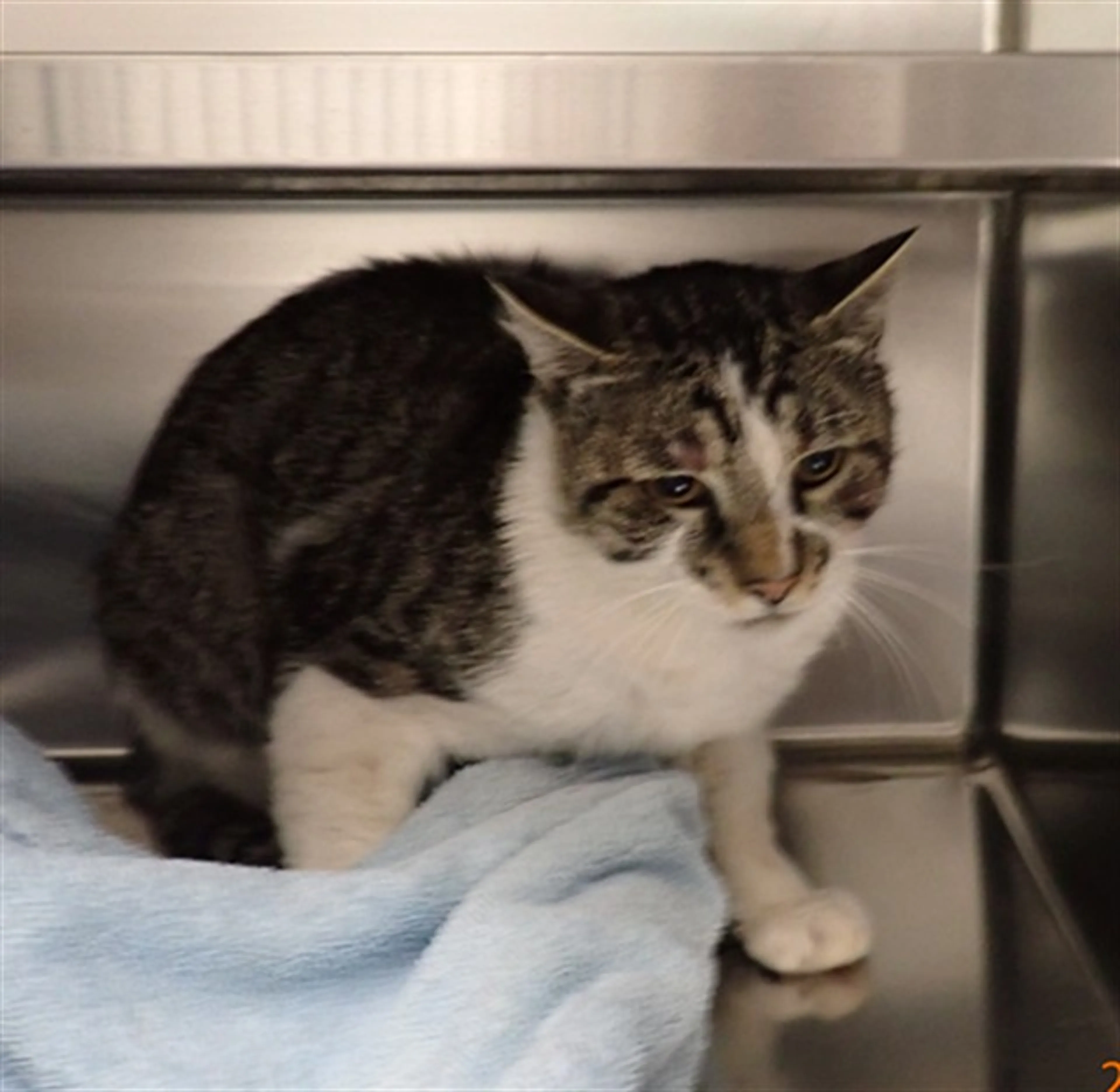 Found pet