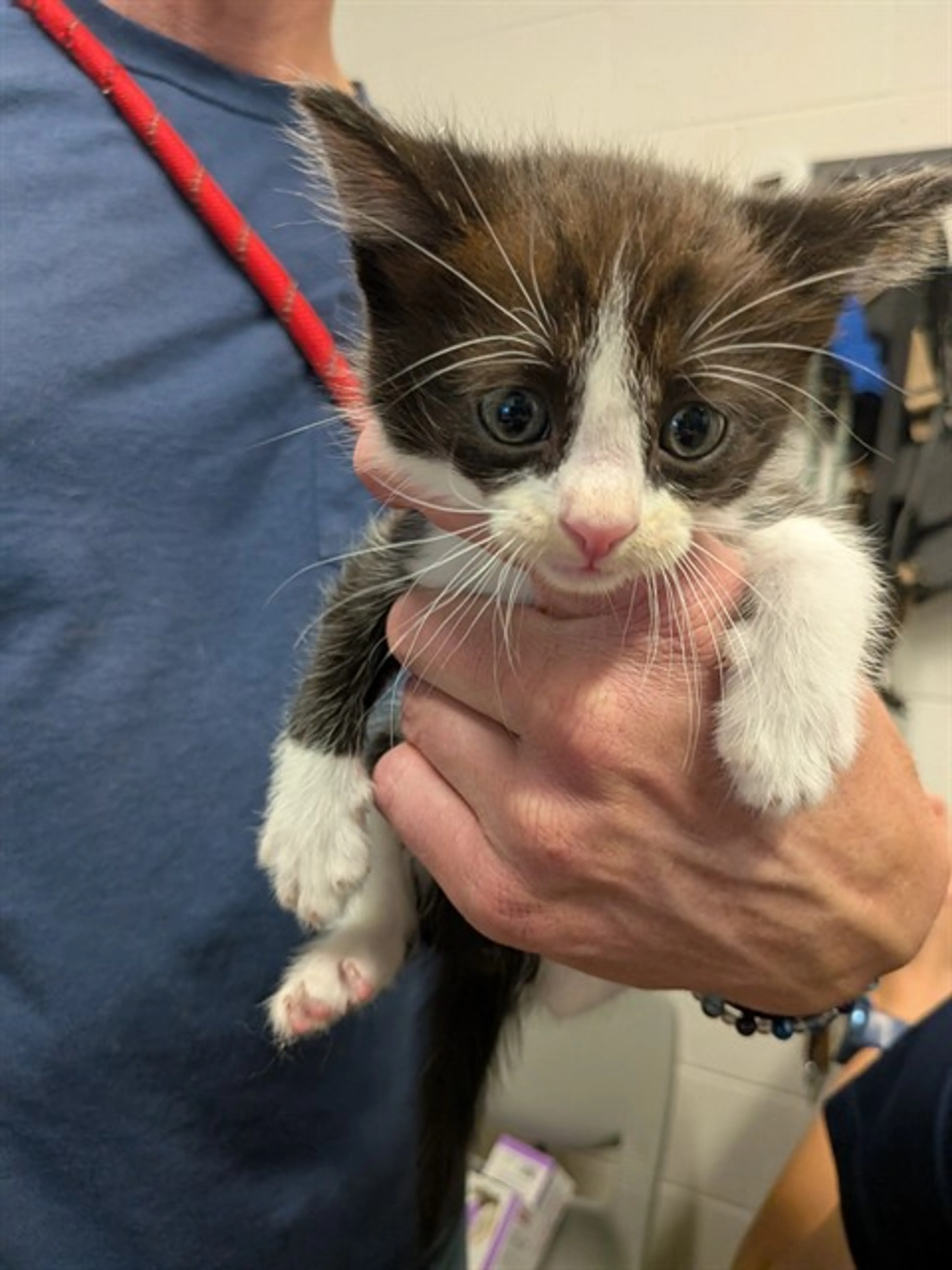 Found pet