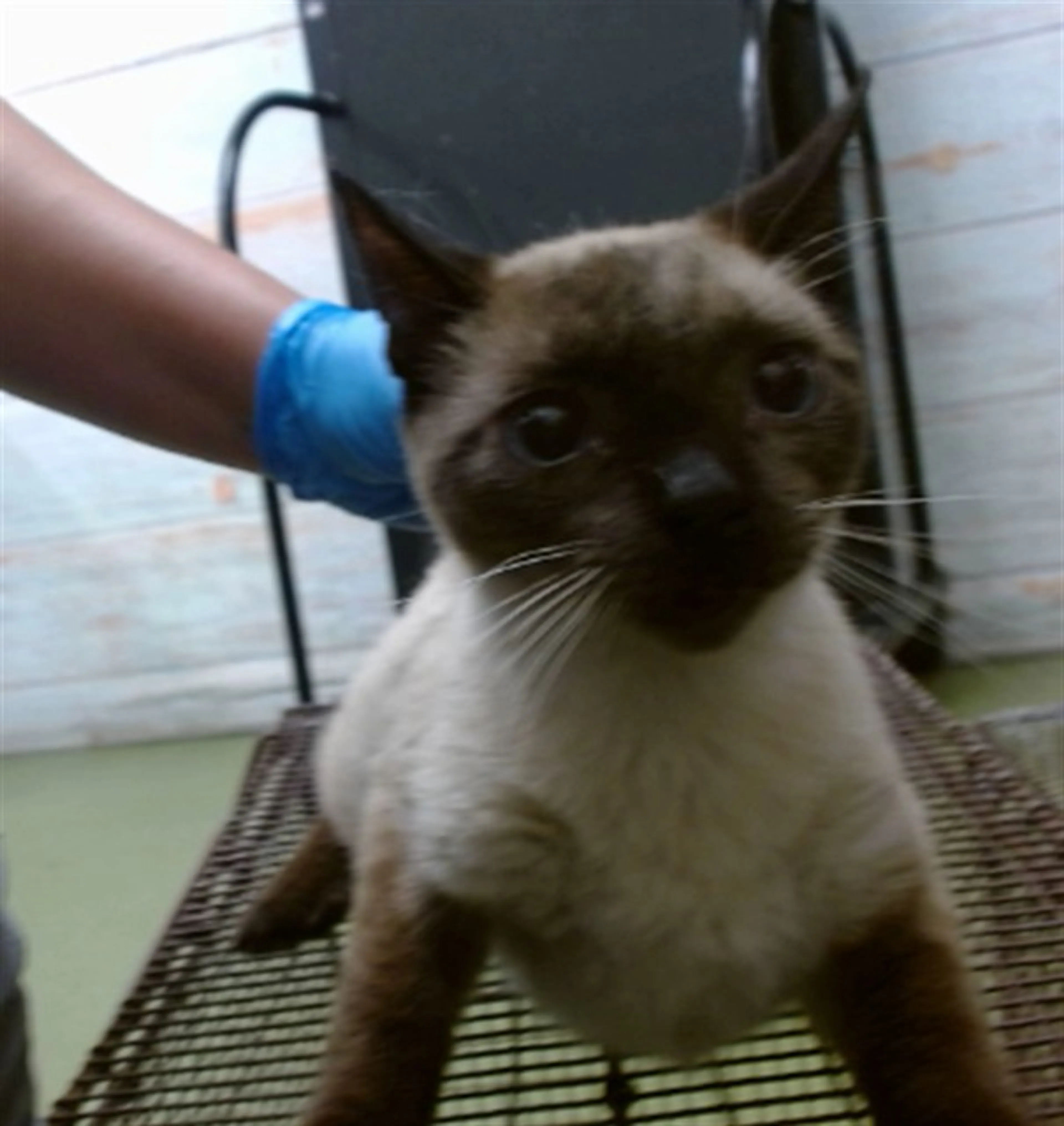 Found pet