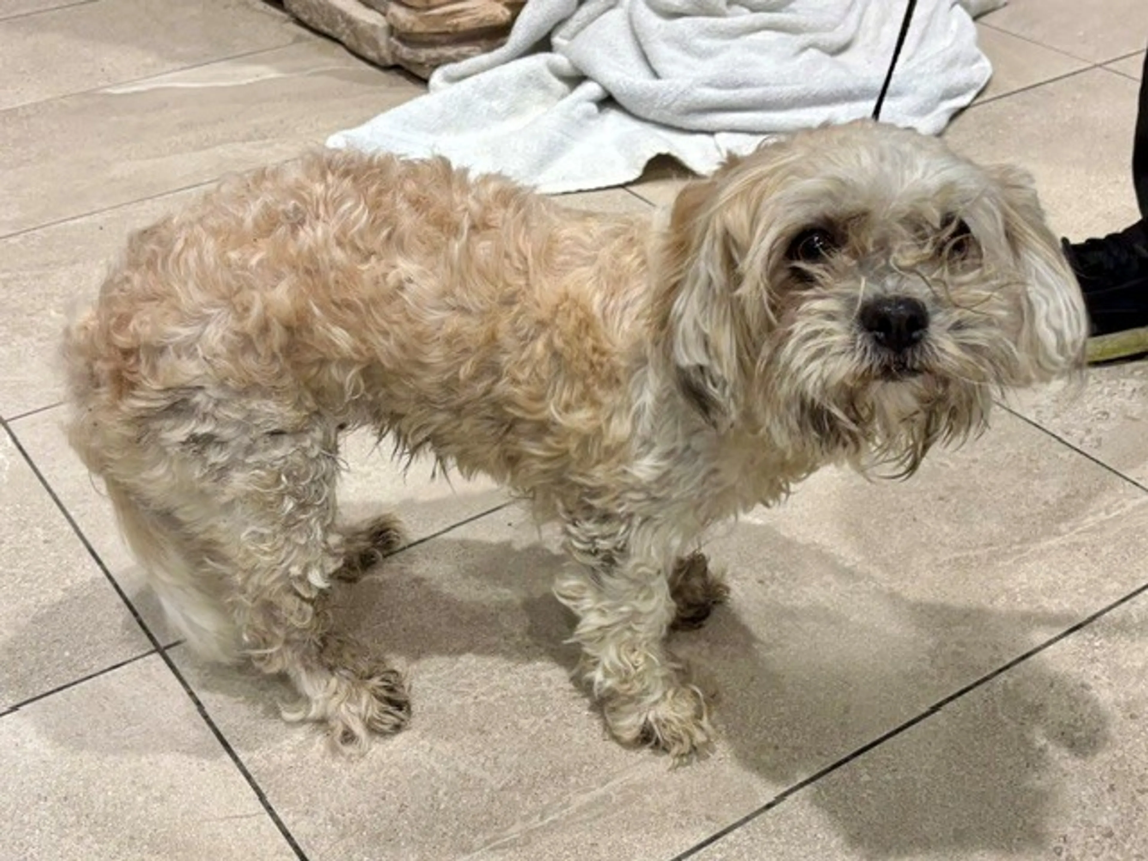 Found pet