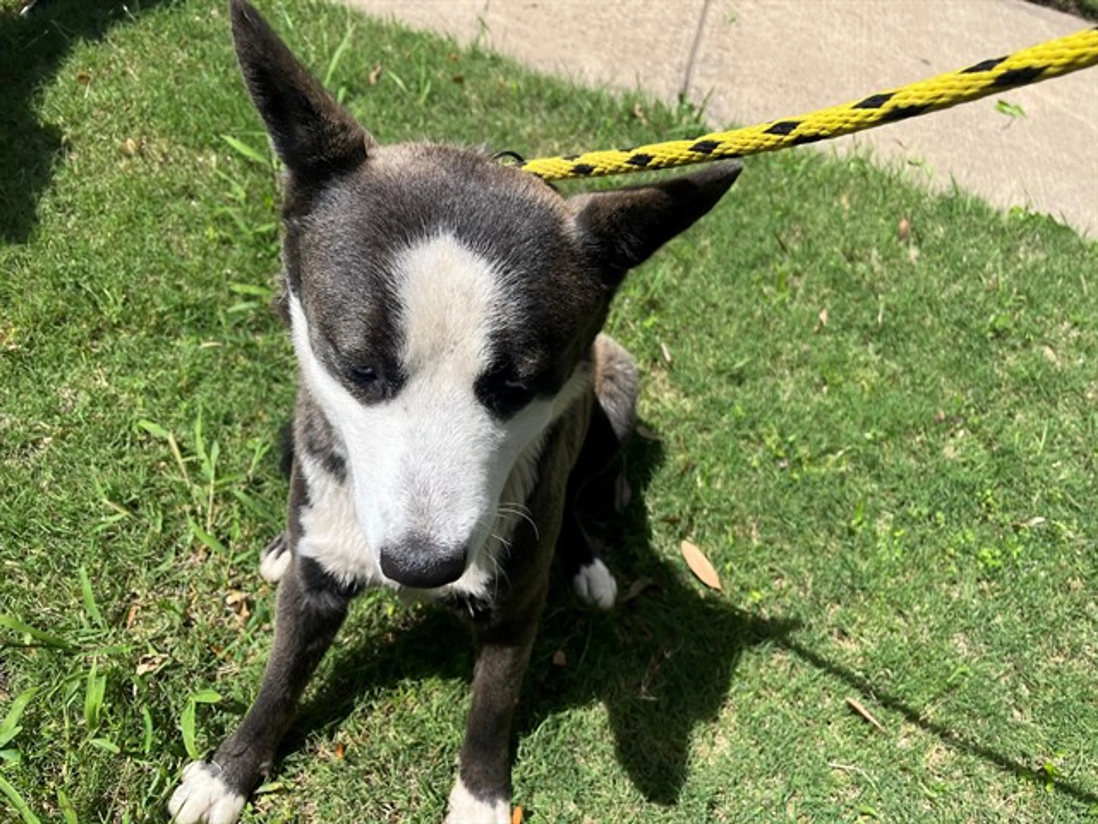 Found pet
