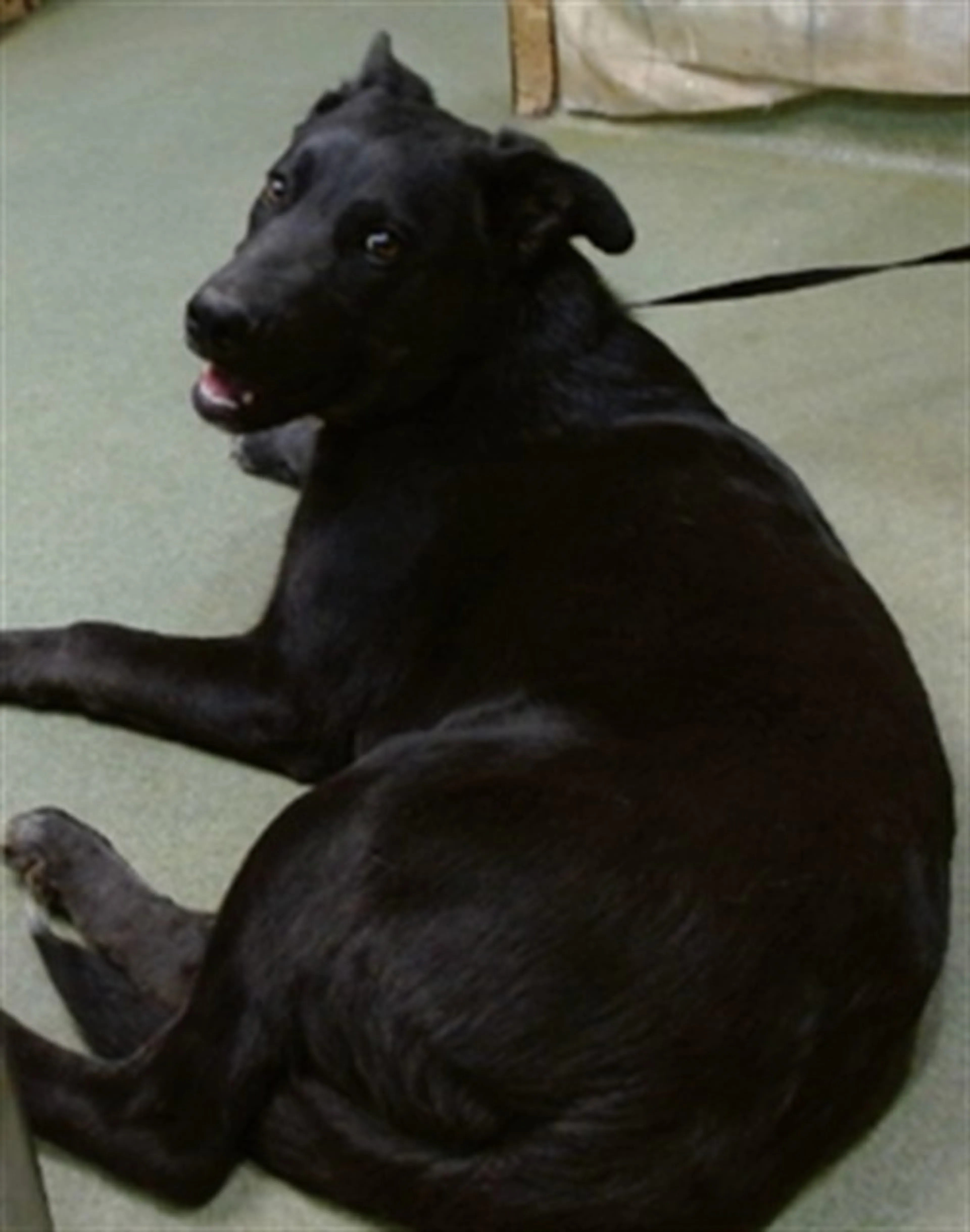 Found pet