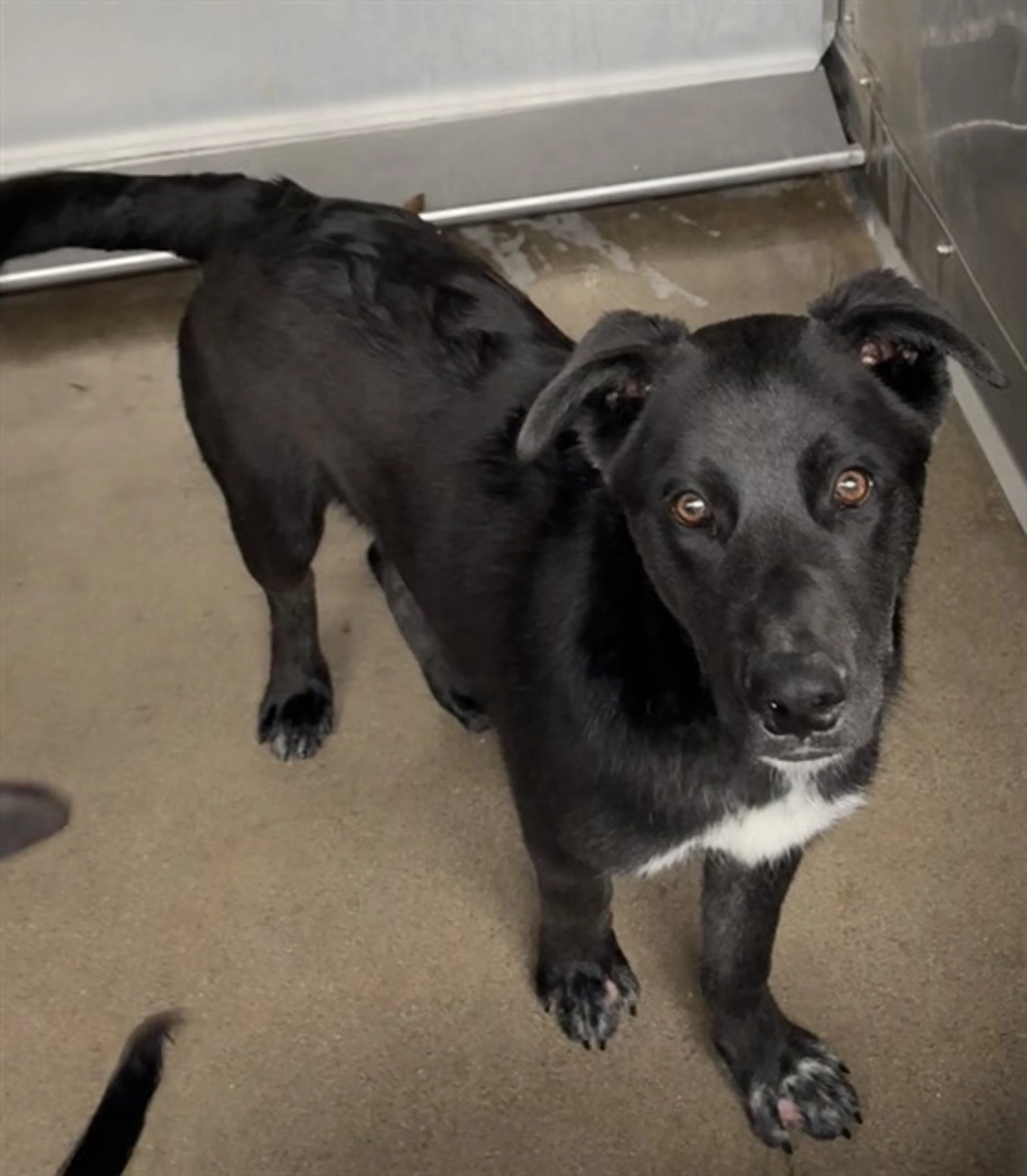 Found pet