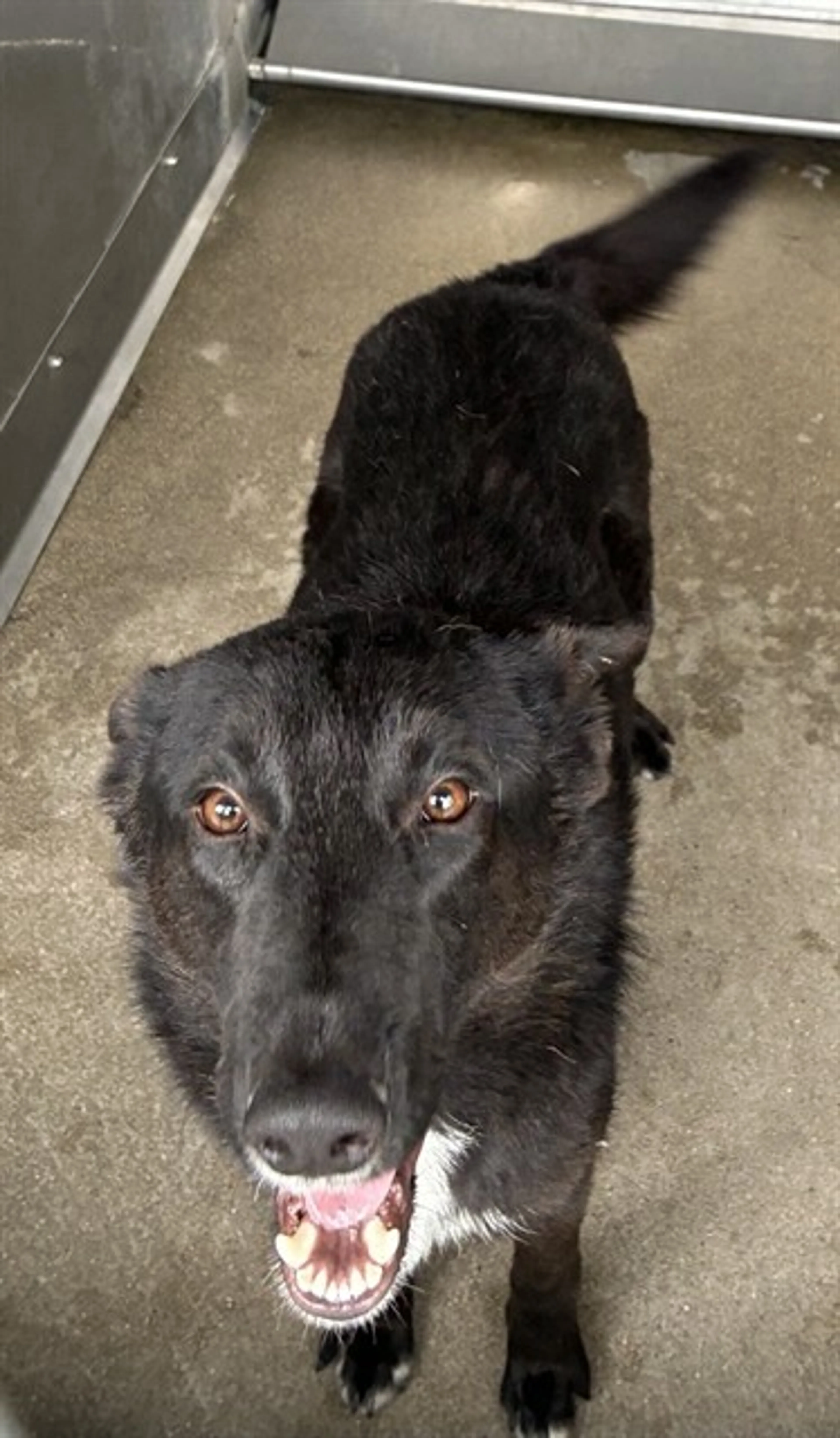 Found pet