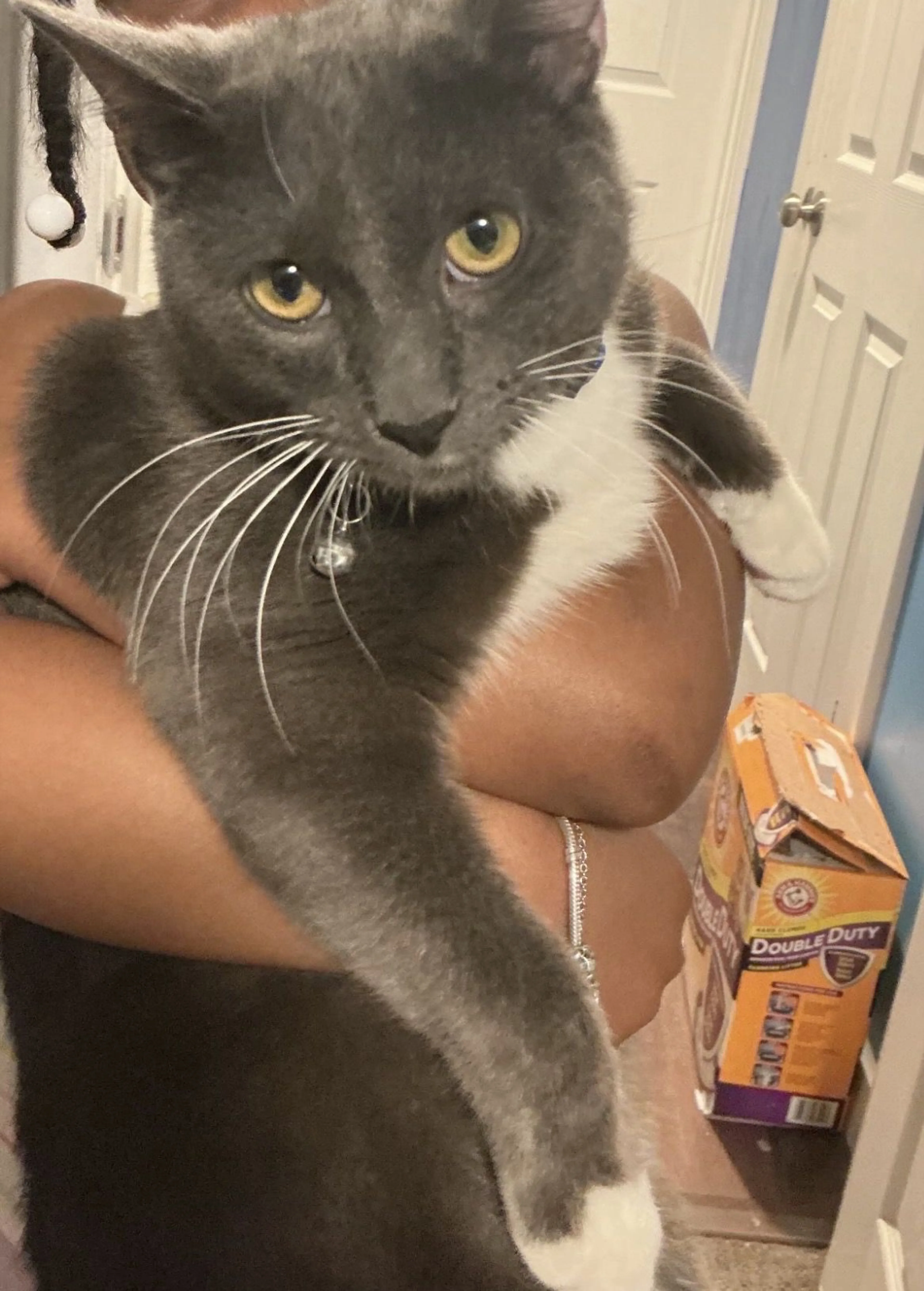 Lost pet-1