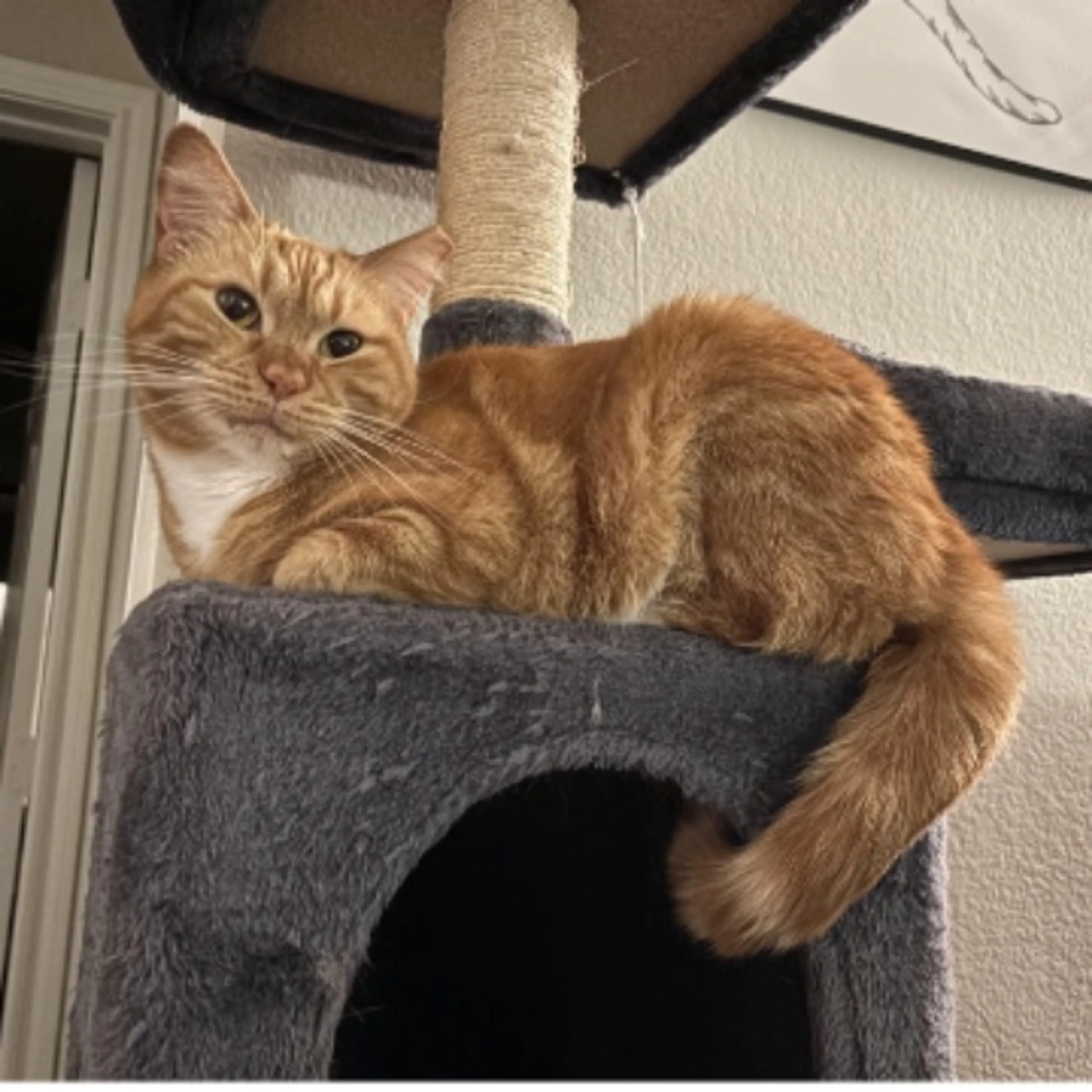 Lost pet-0