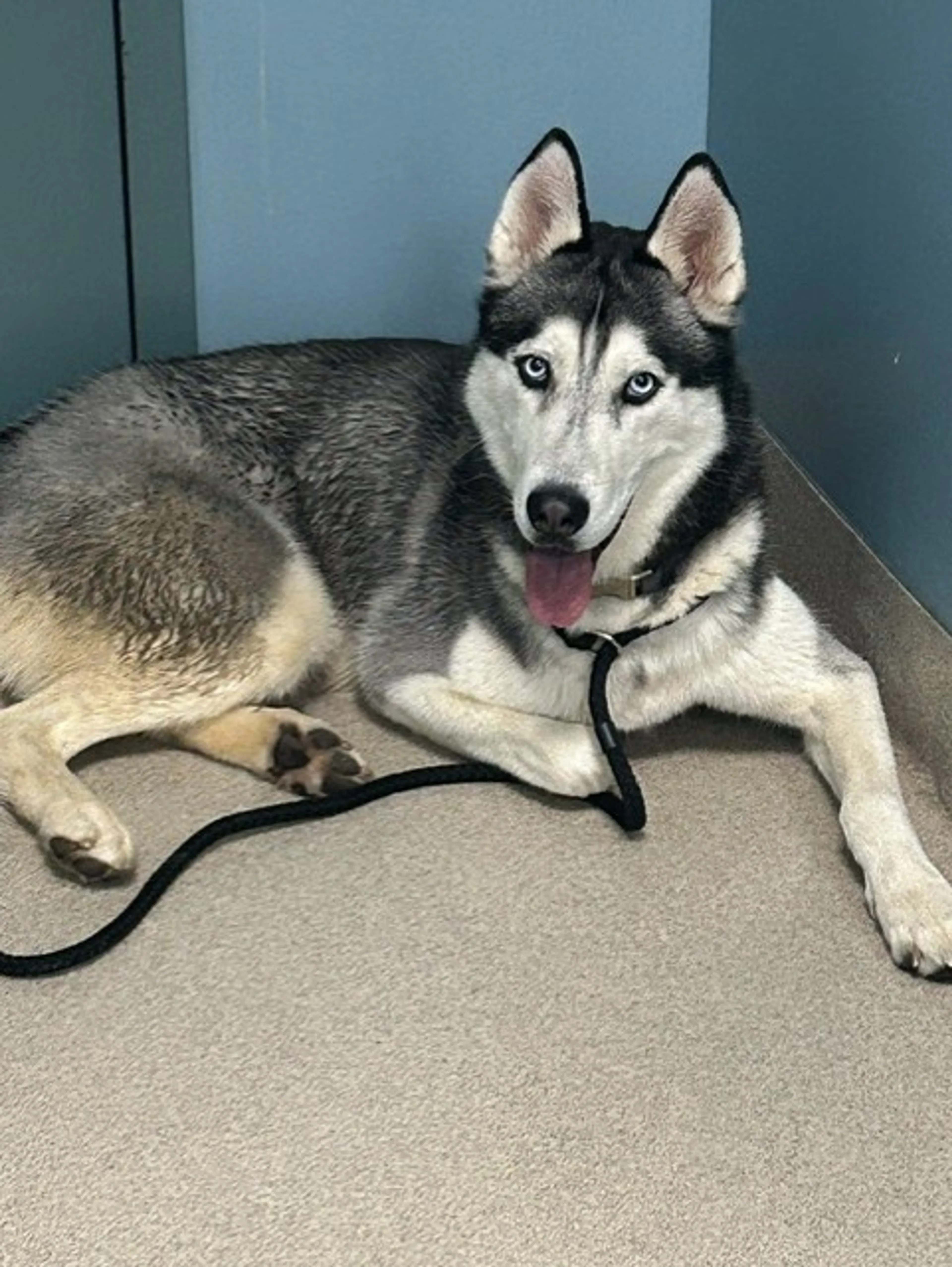 Found pet