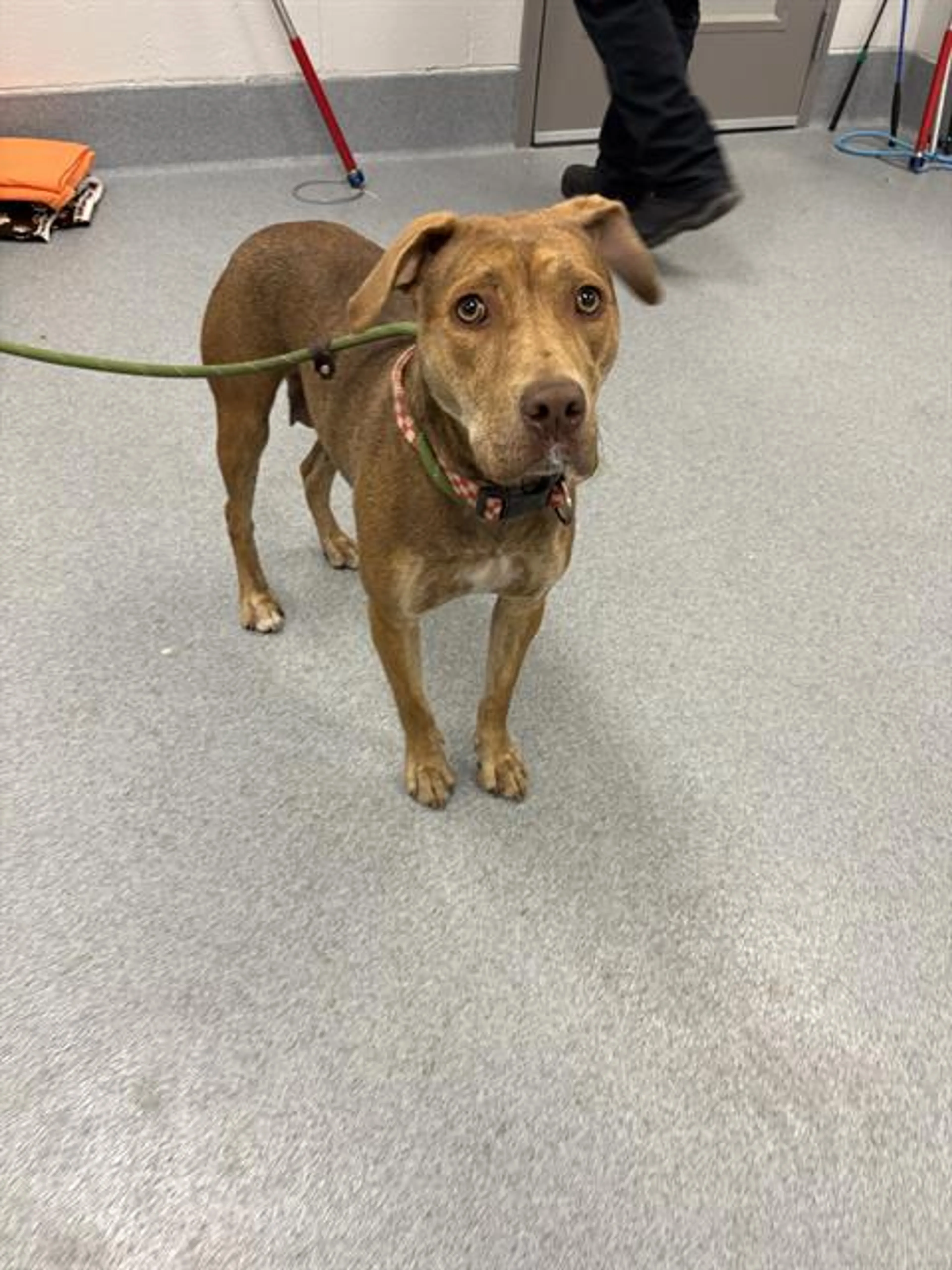 Found pet