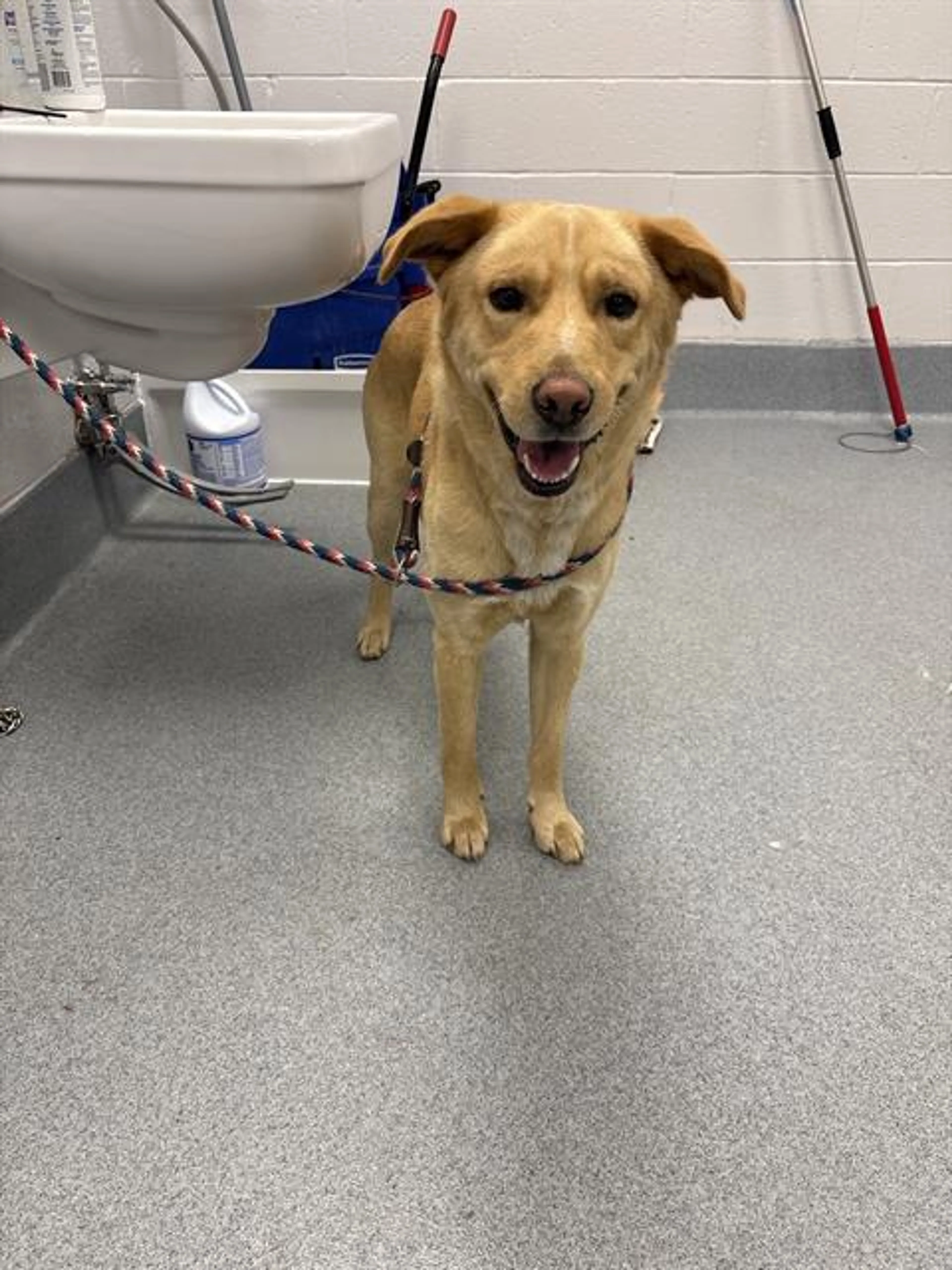 Found pet