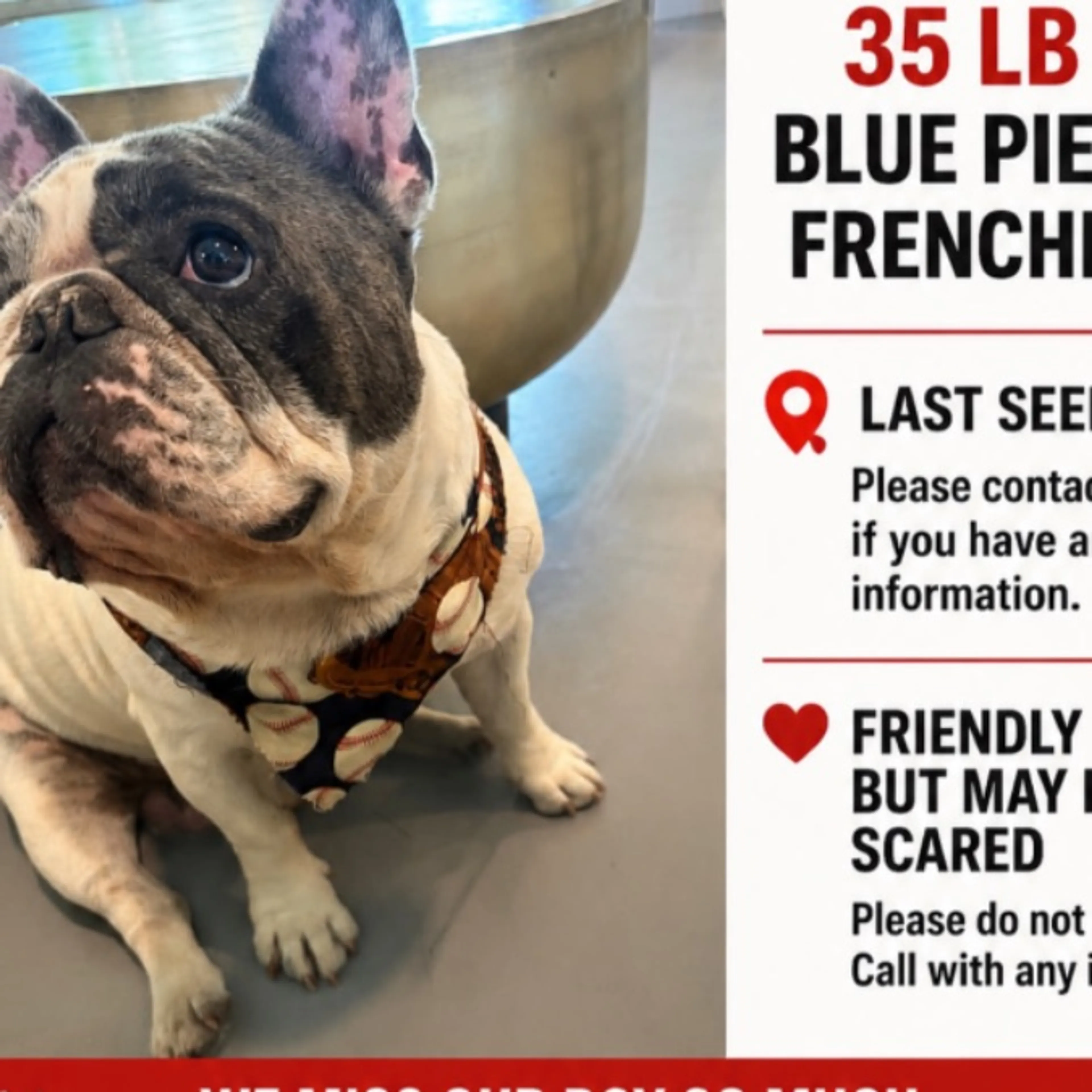 Lost pet