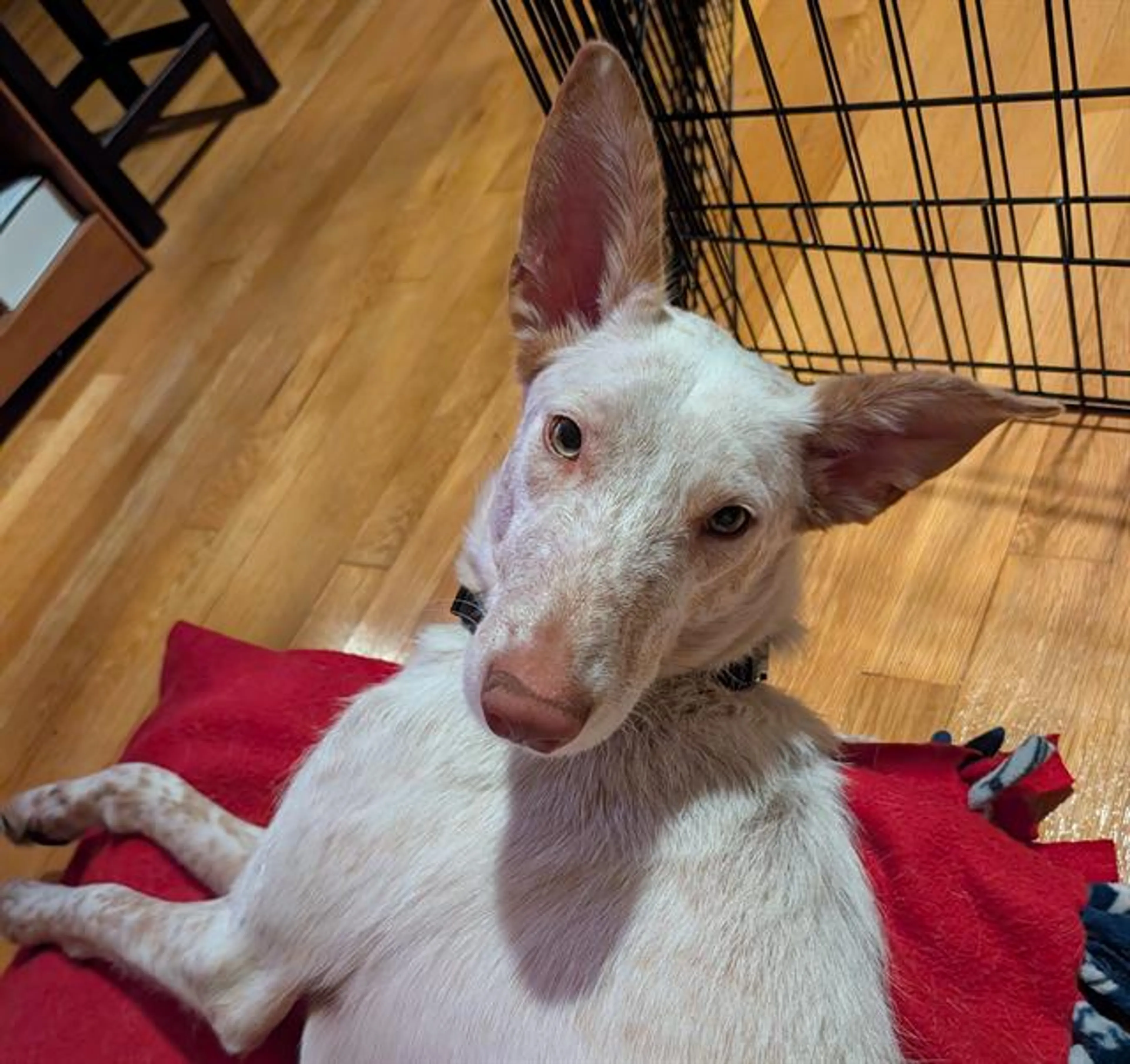 Found pet