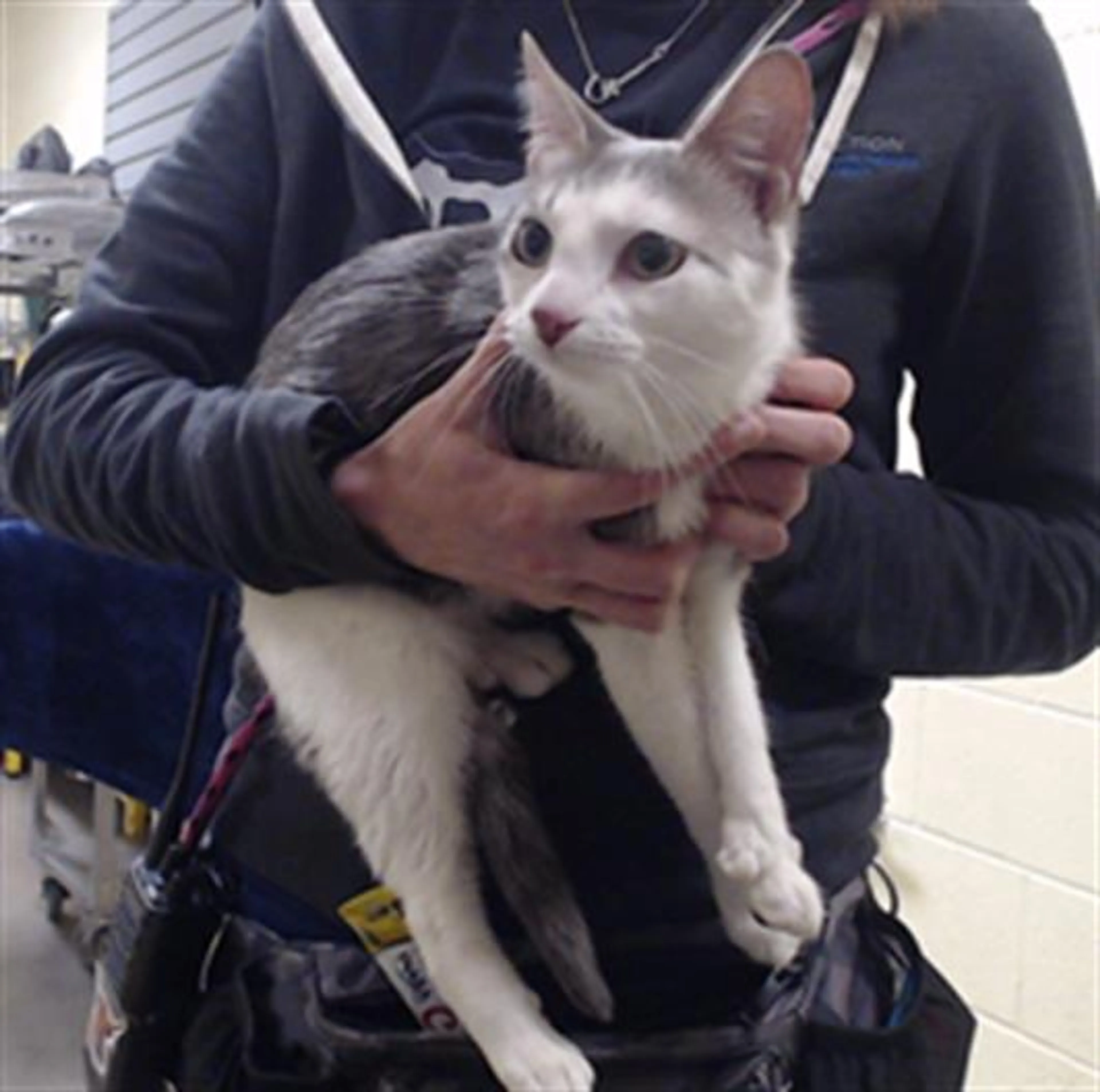 Found pet