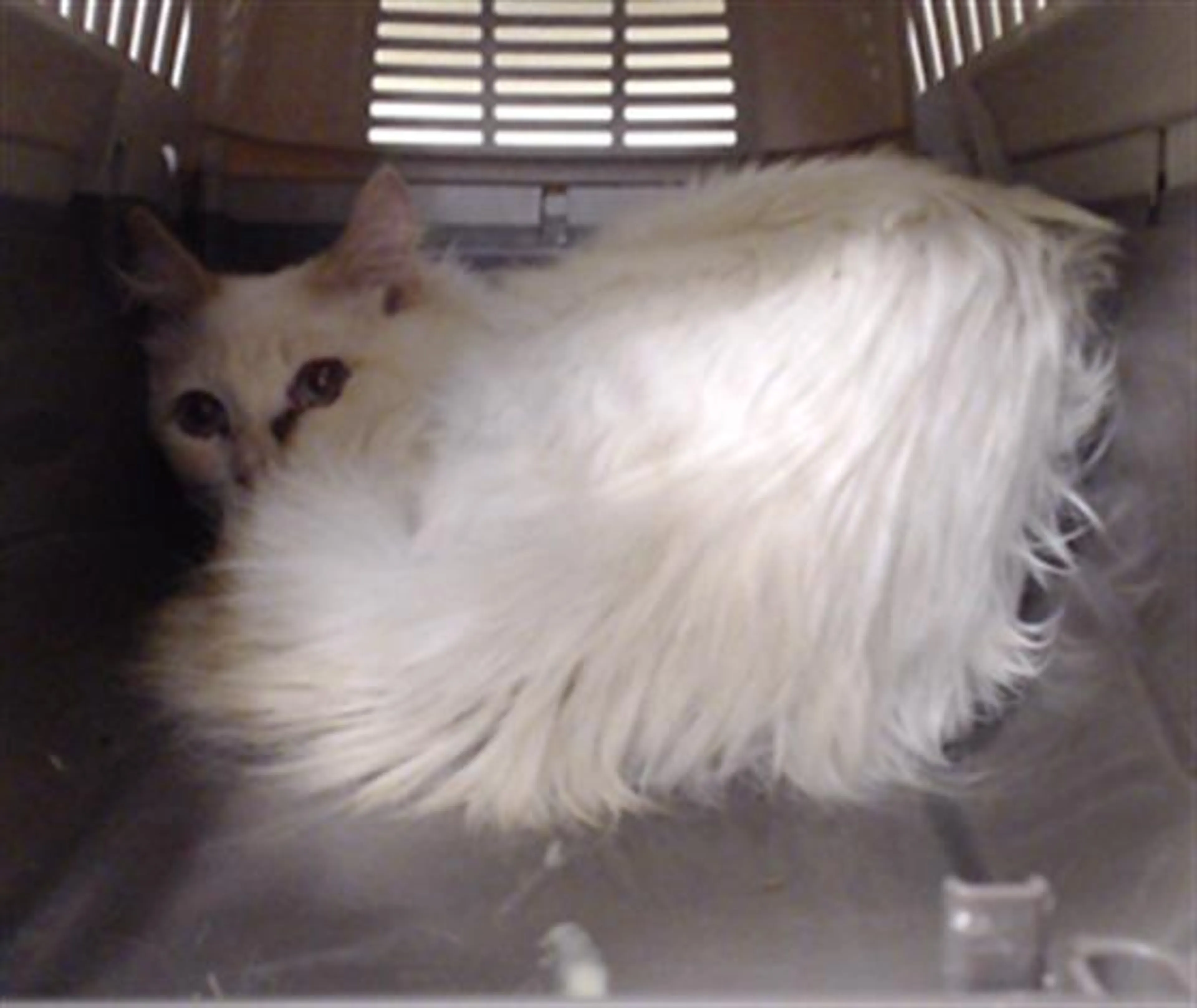 Found pet