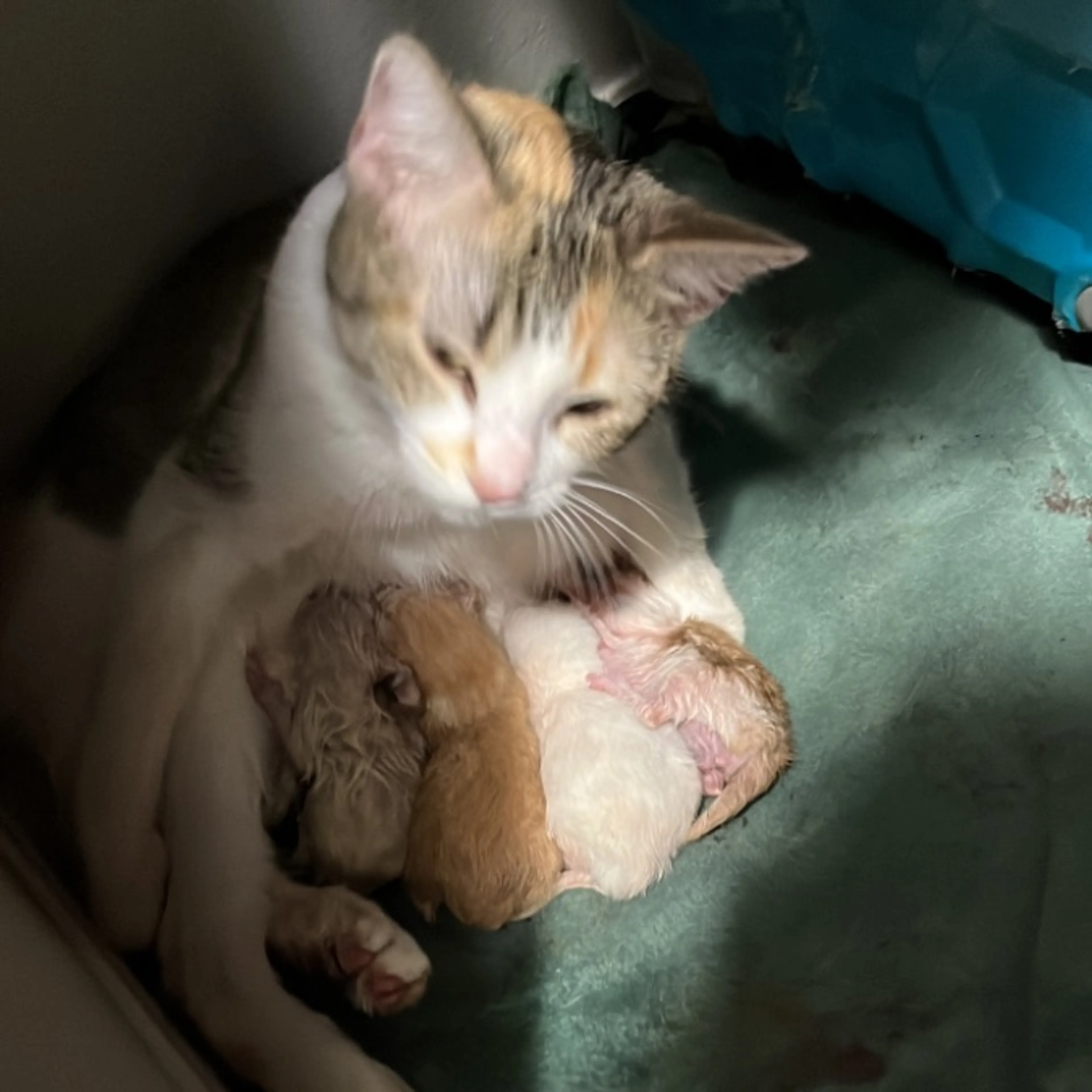 Lost pet