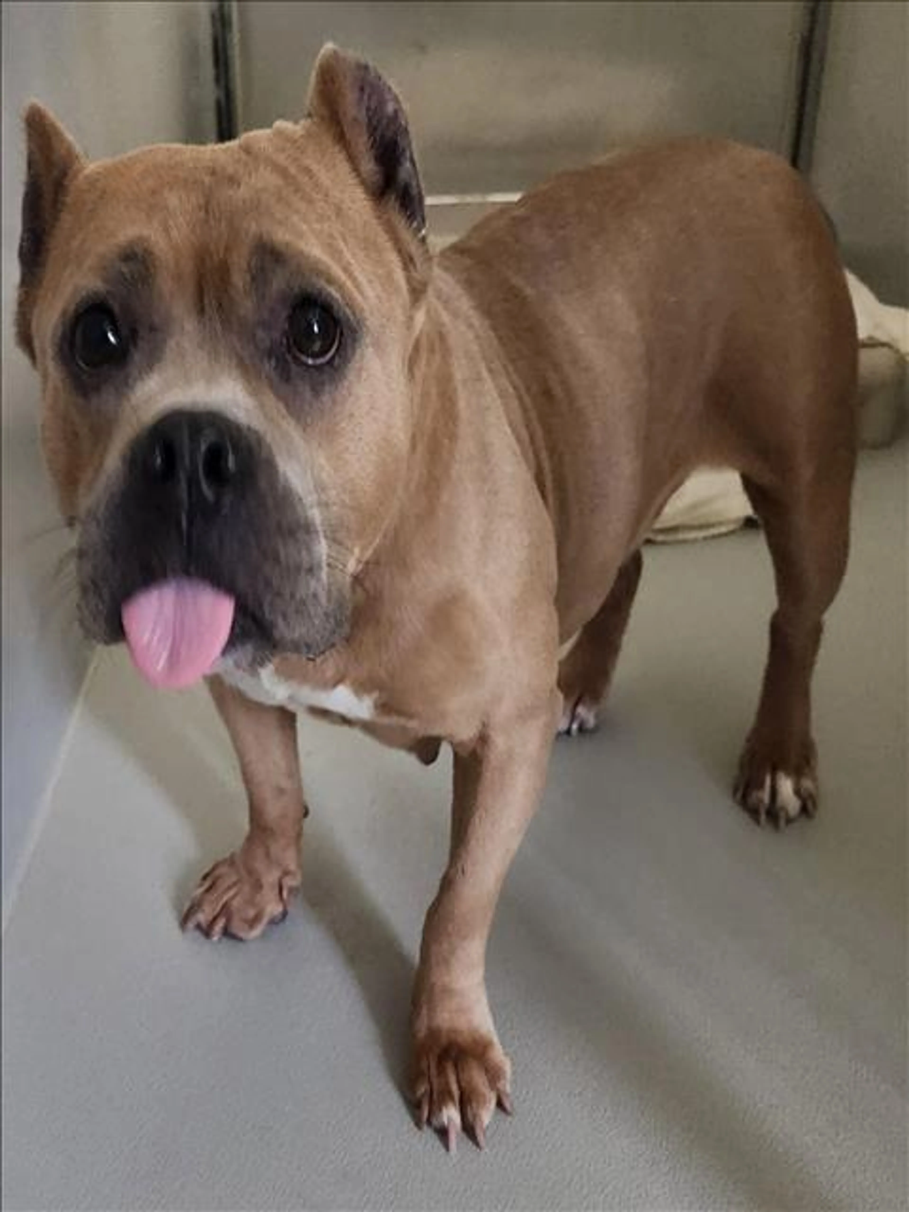 Found pet
