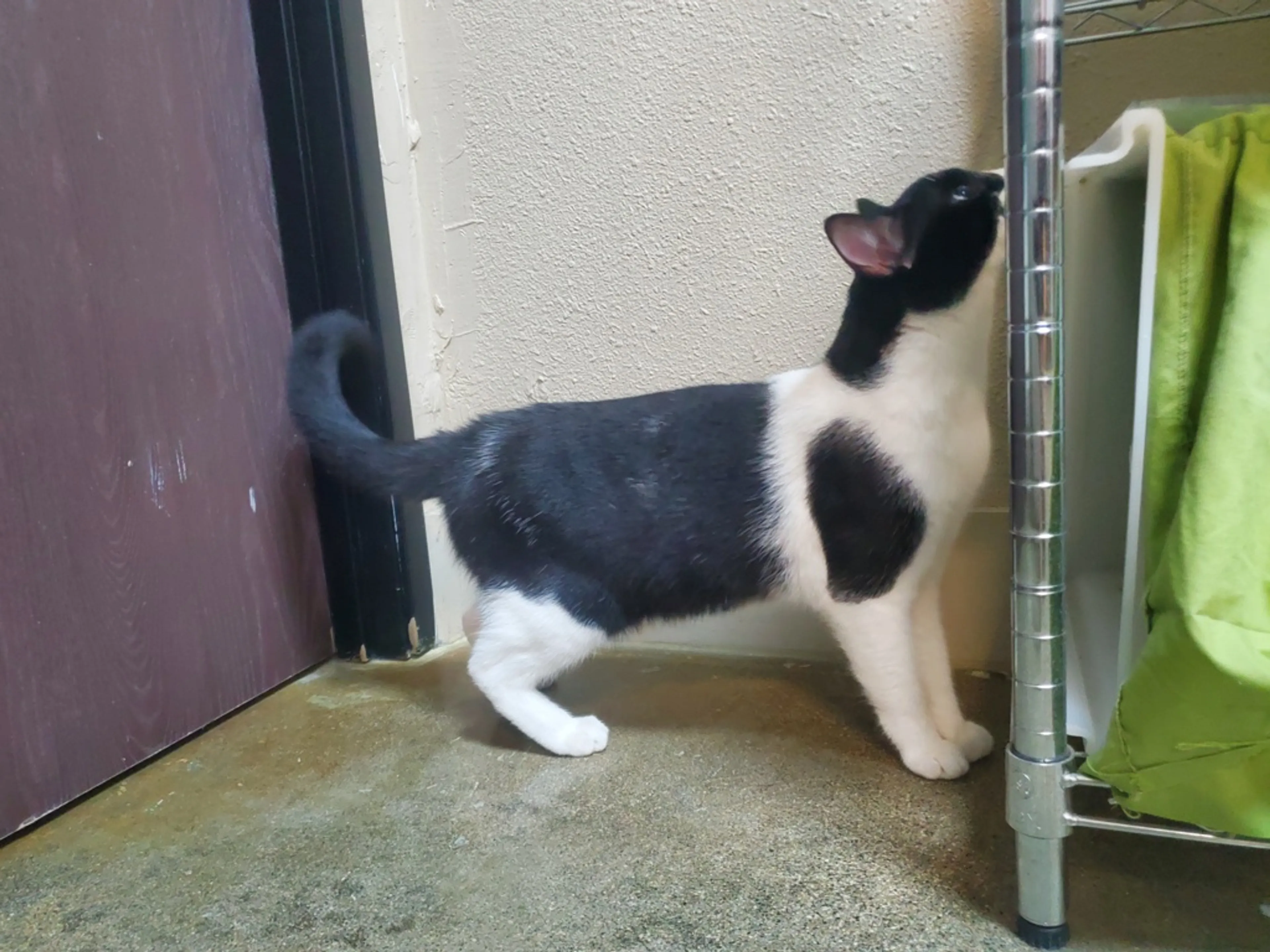 Found pet-1