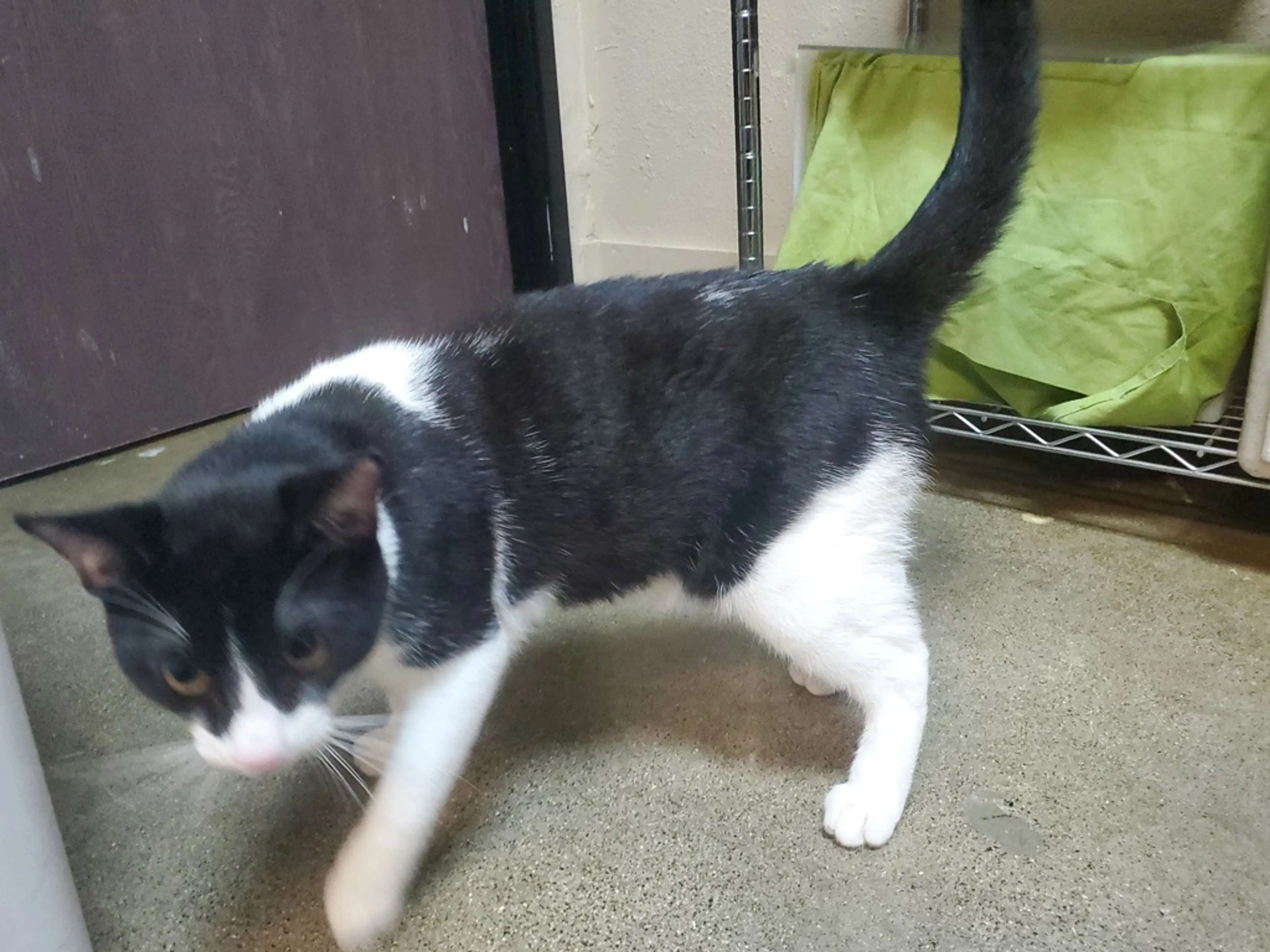 Found pet-2