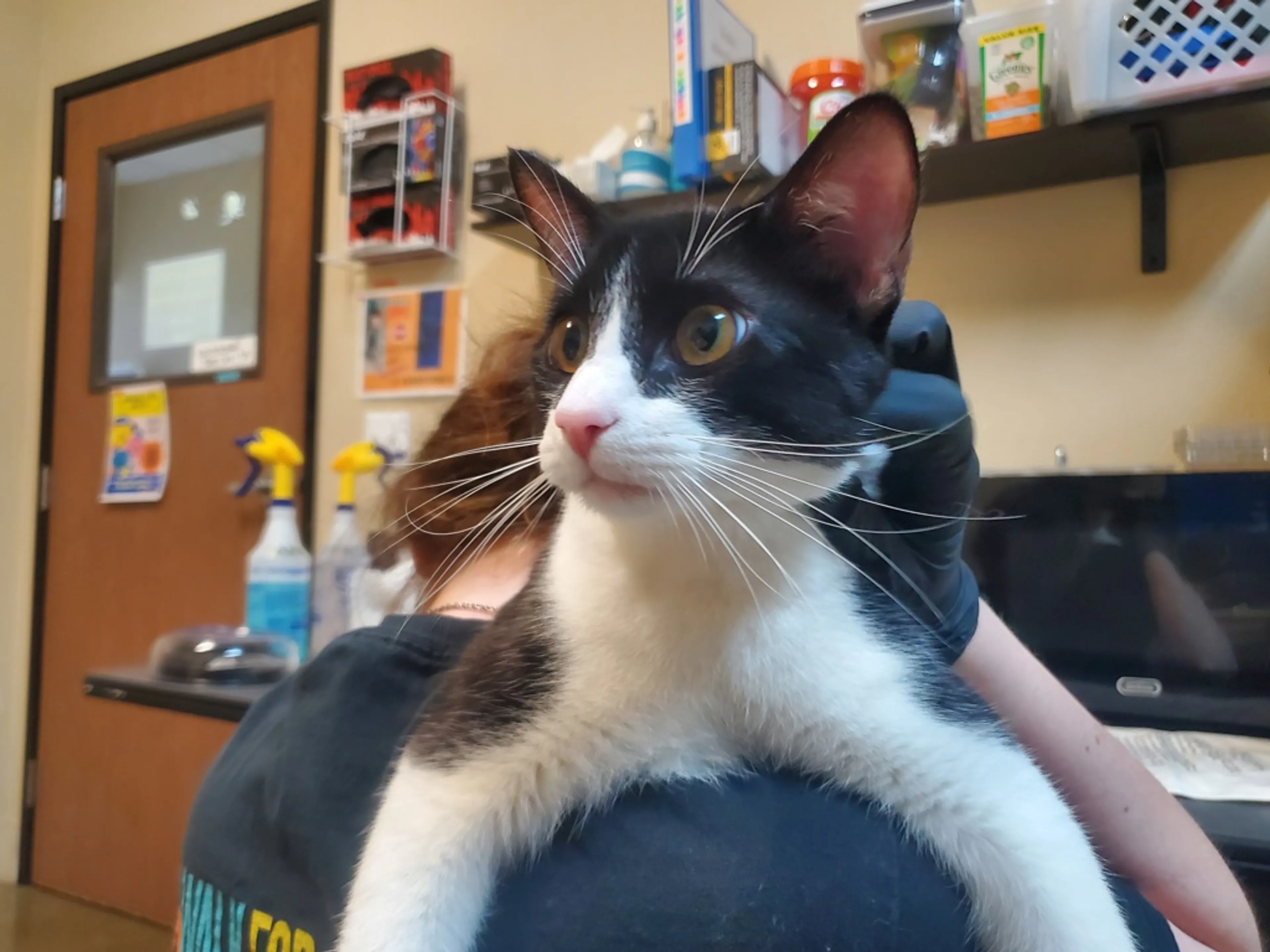 Found pet-4