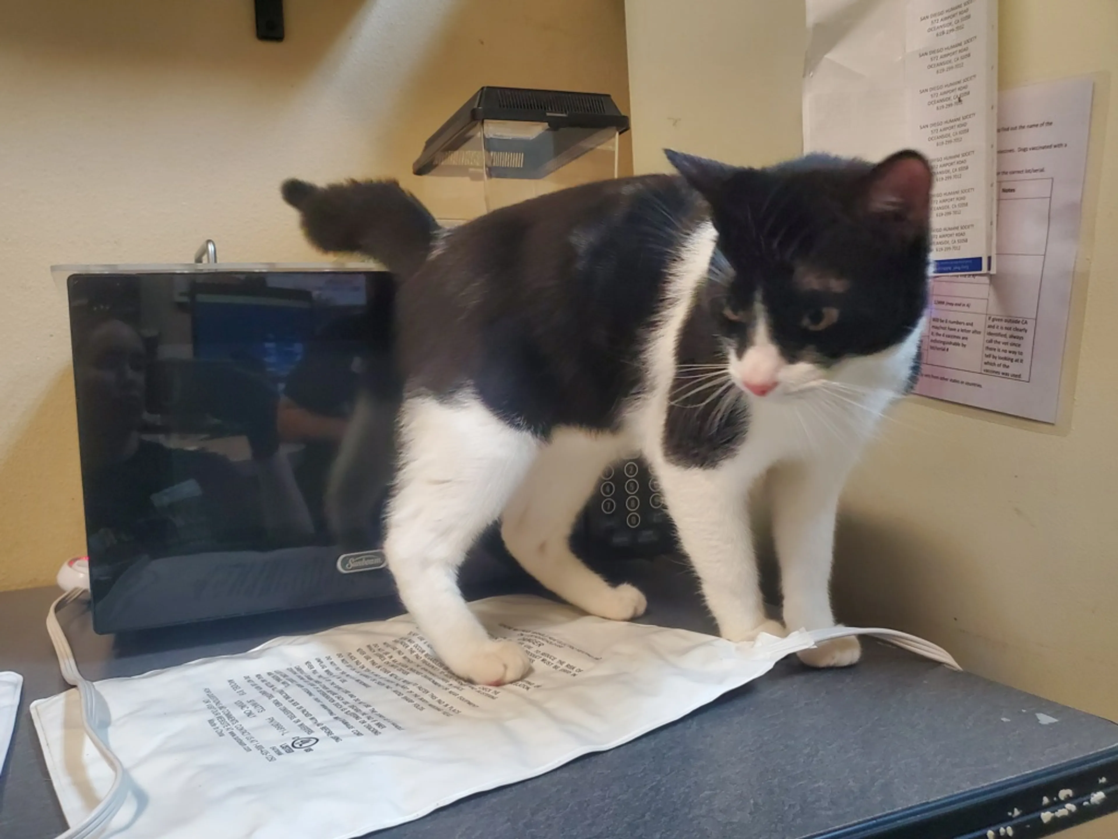 Found pet-3