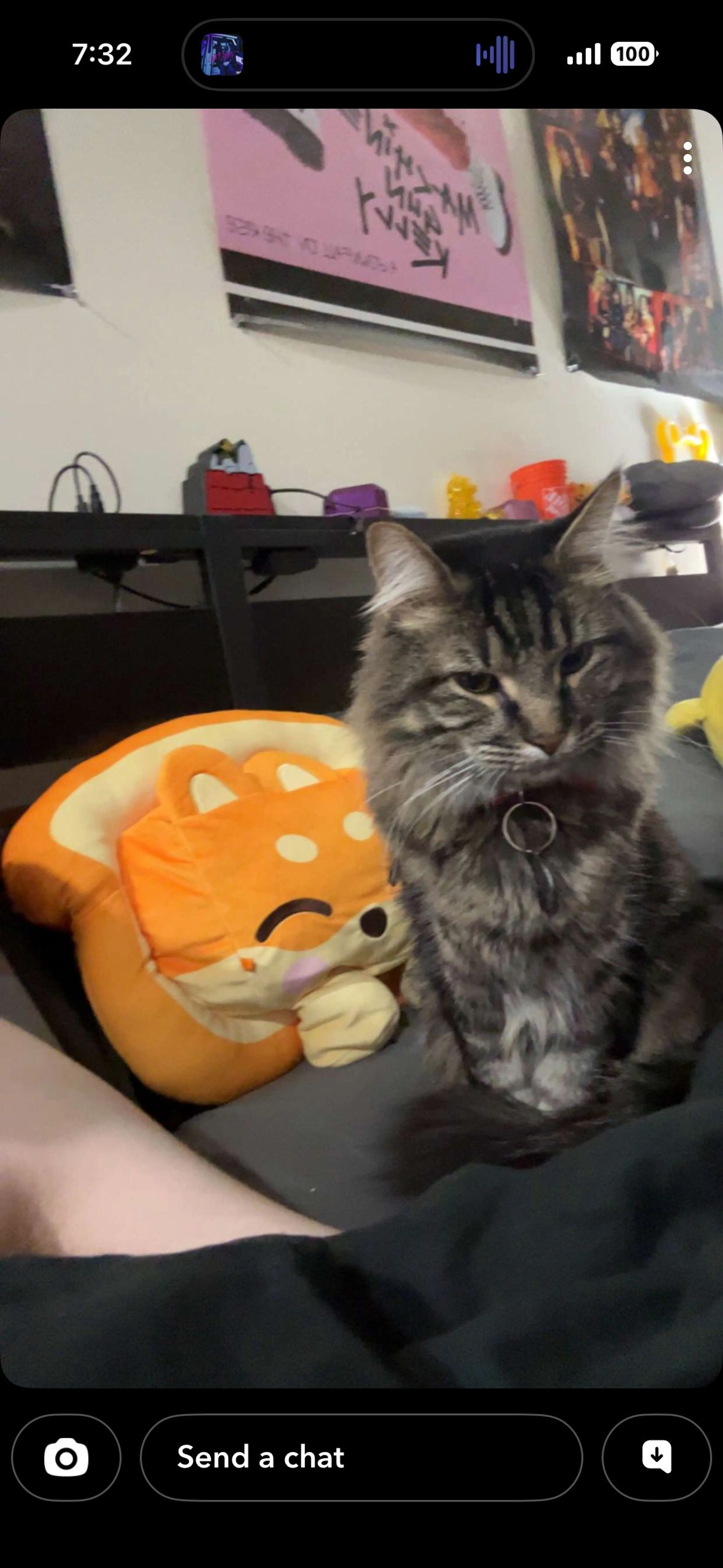 Lost pet-0
