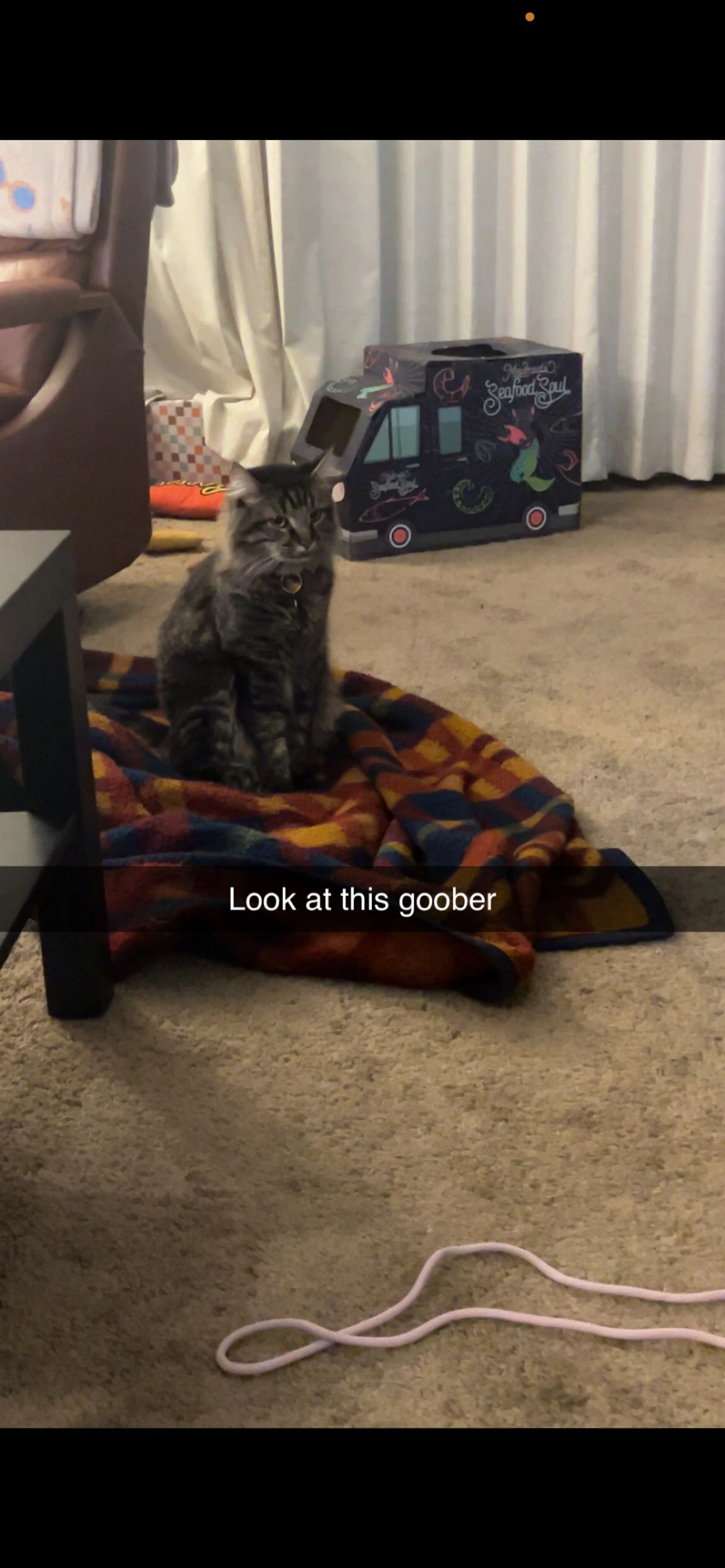 Lost pet-2