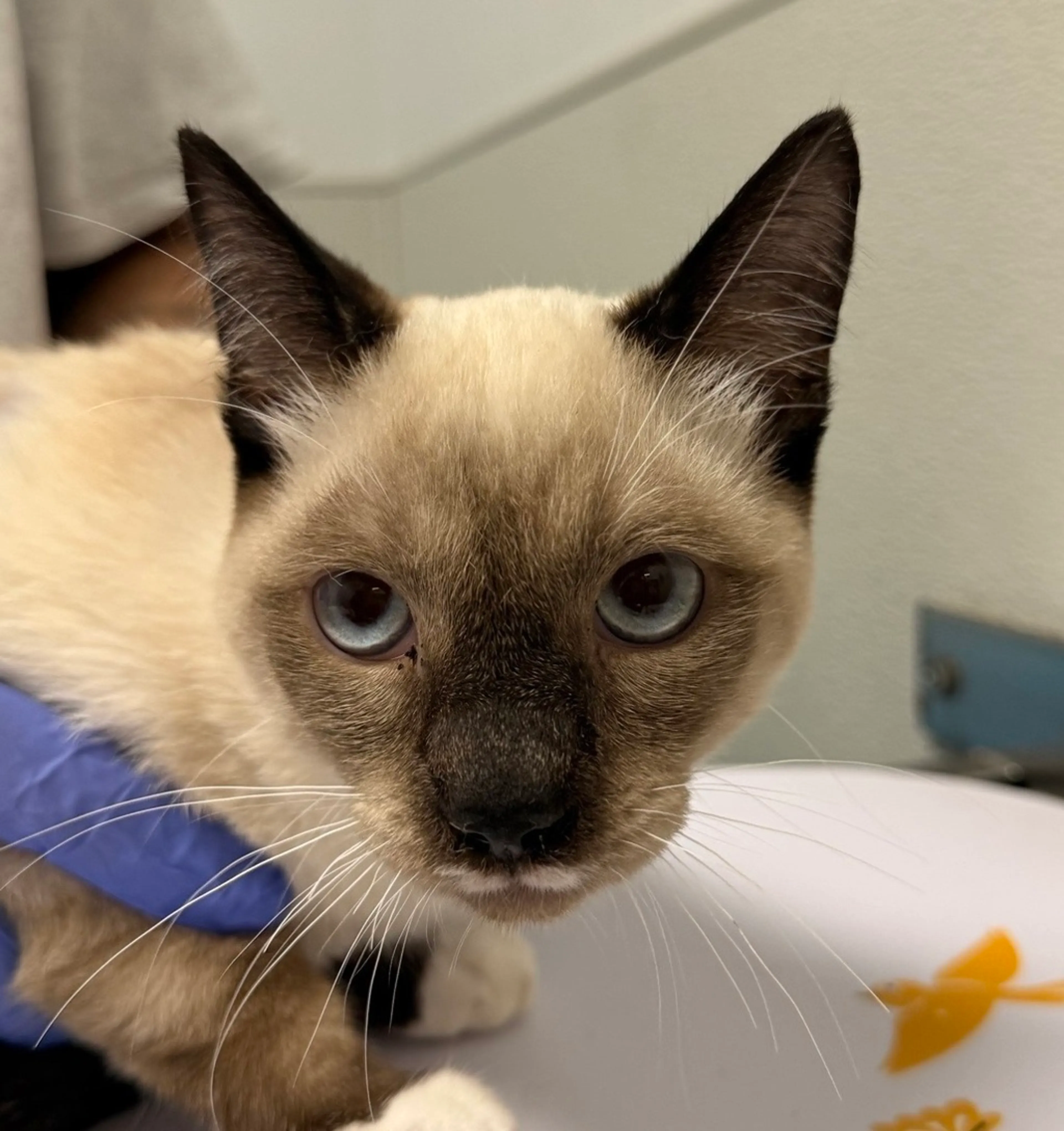 Found pet