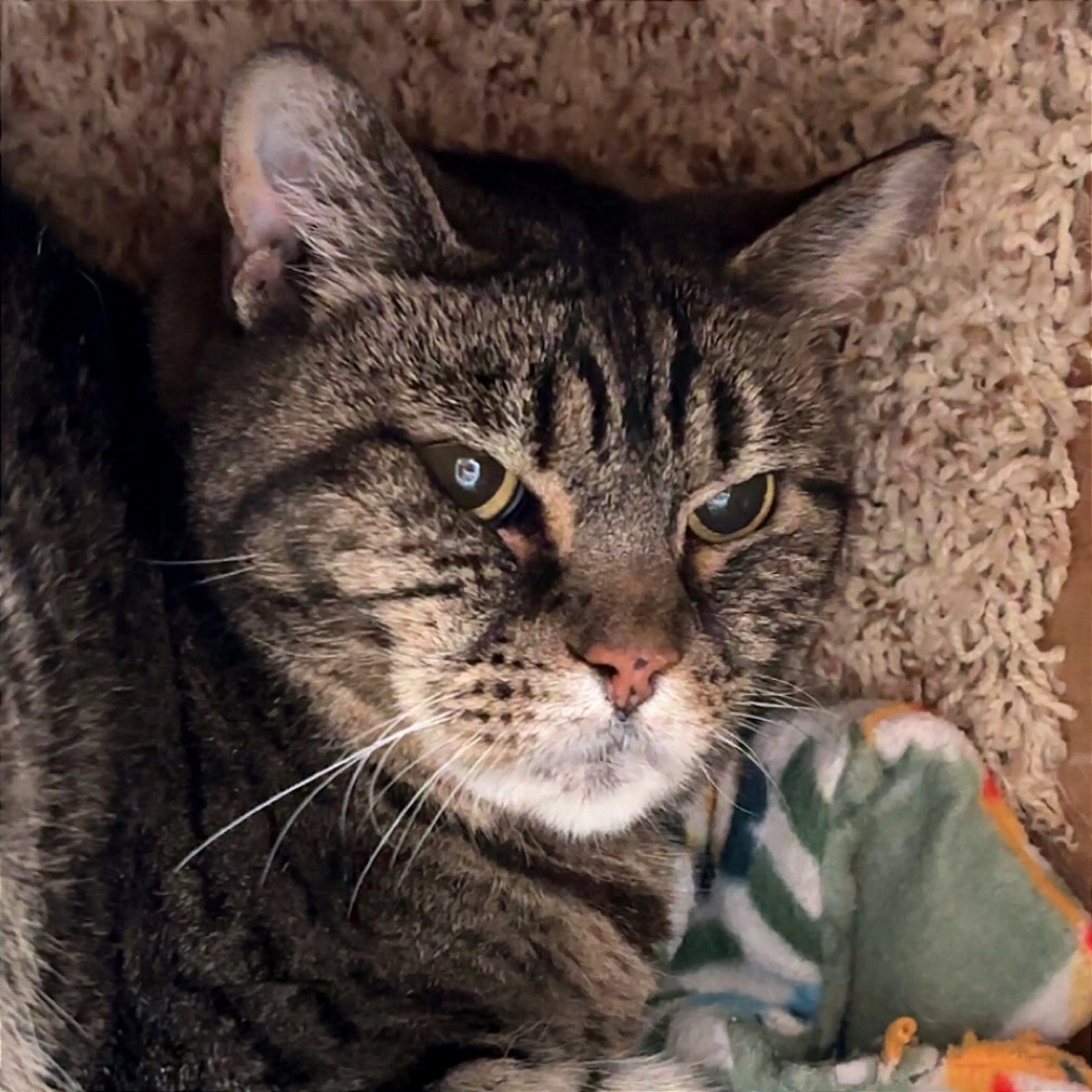 Found pet-1