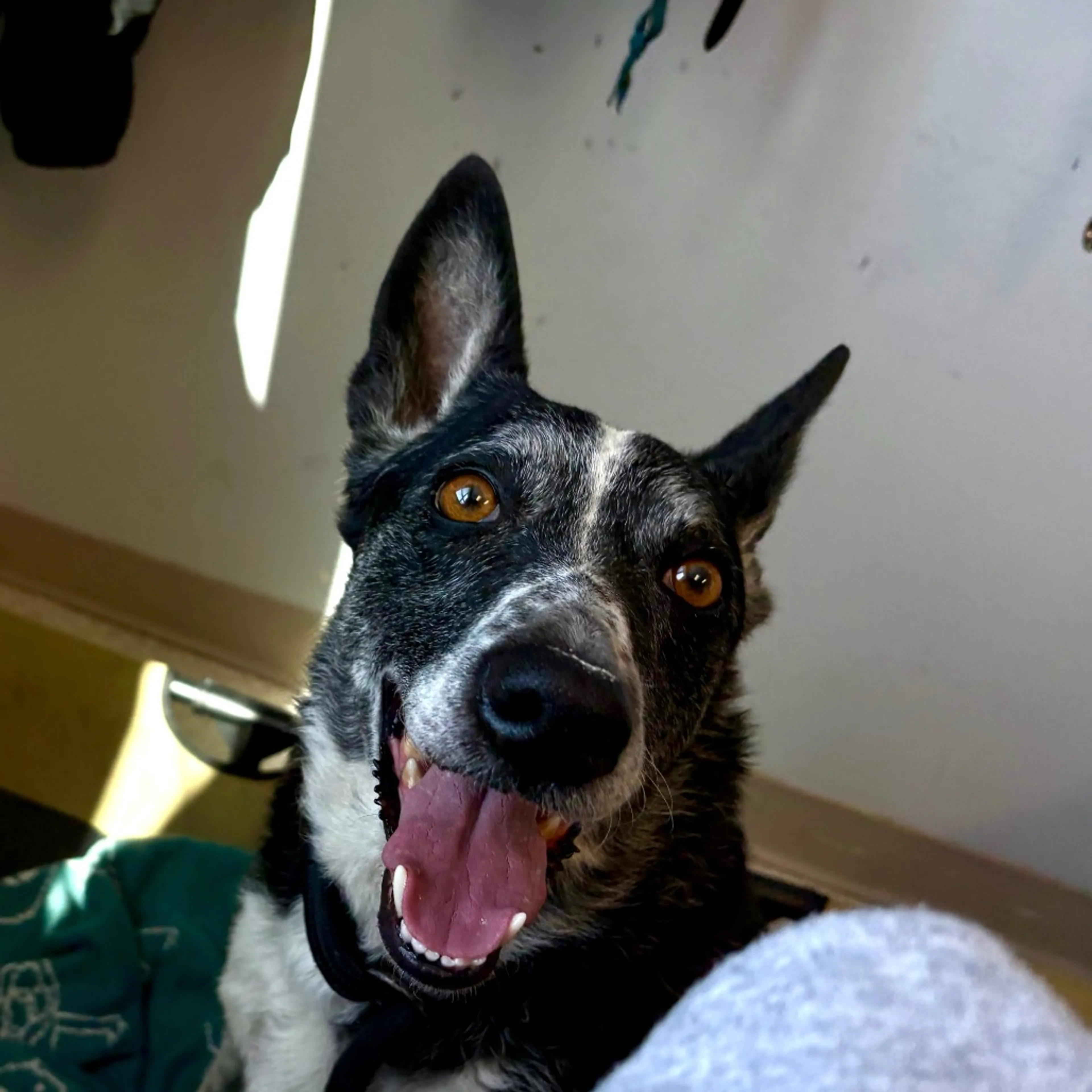 Found pet-1