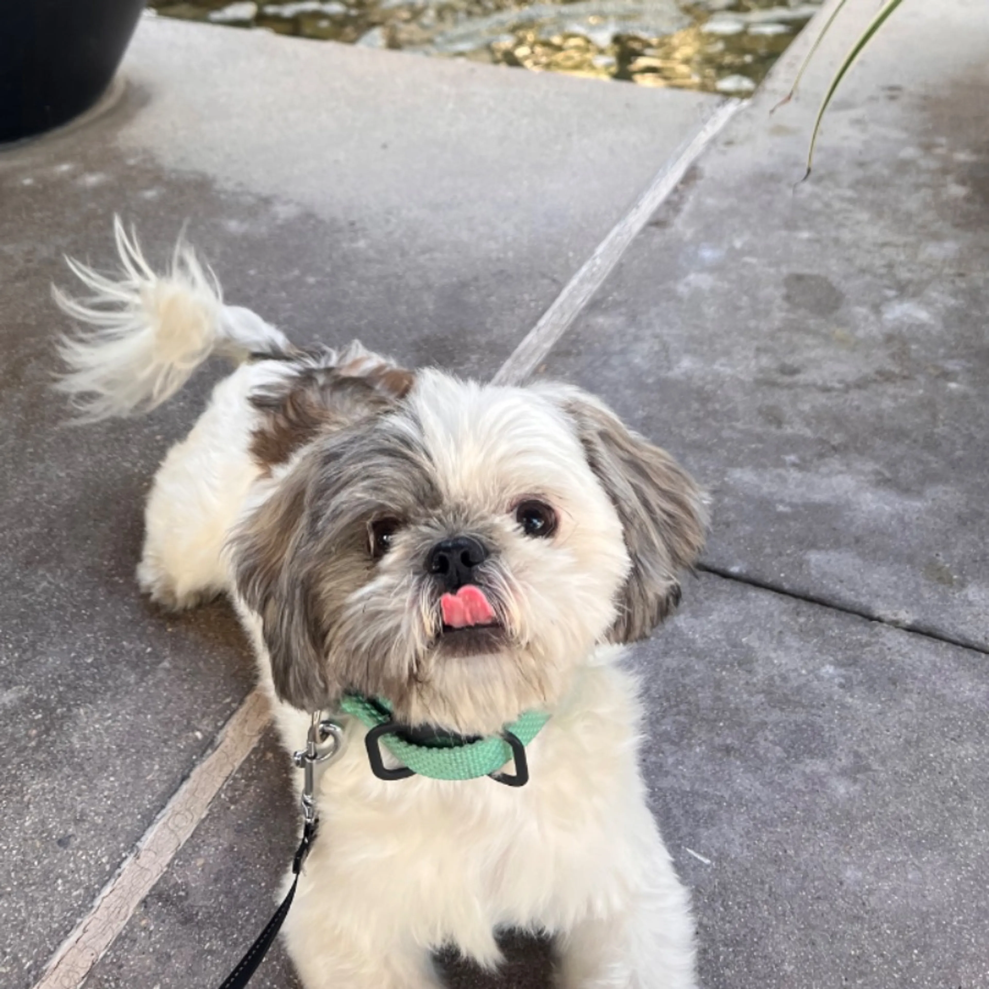 Lost pet