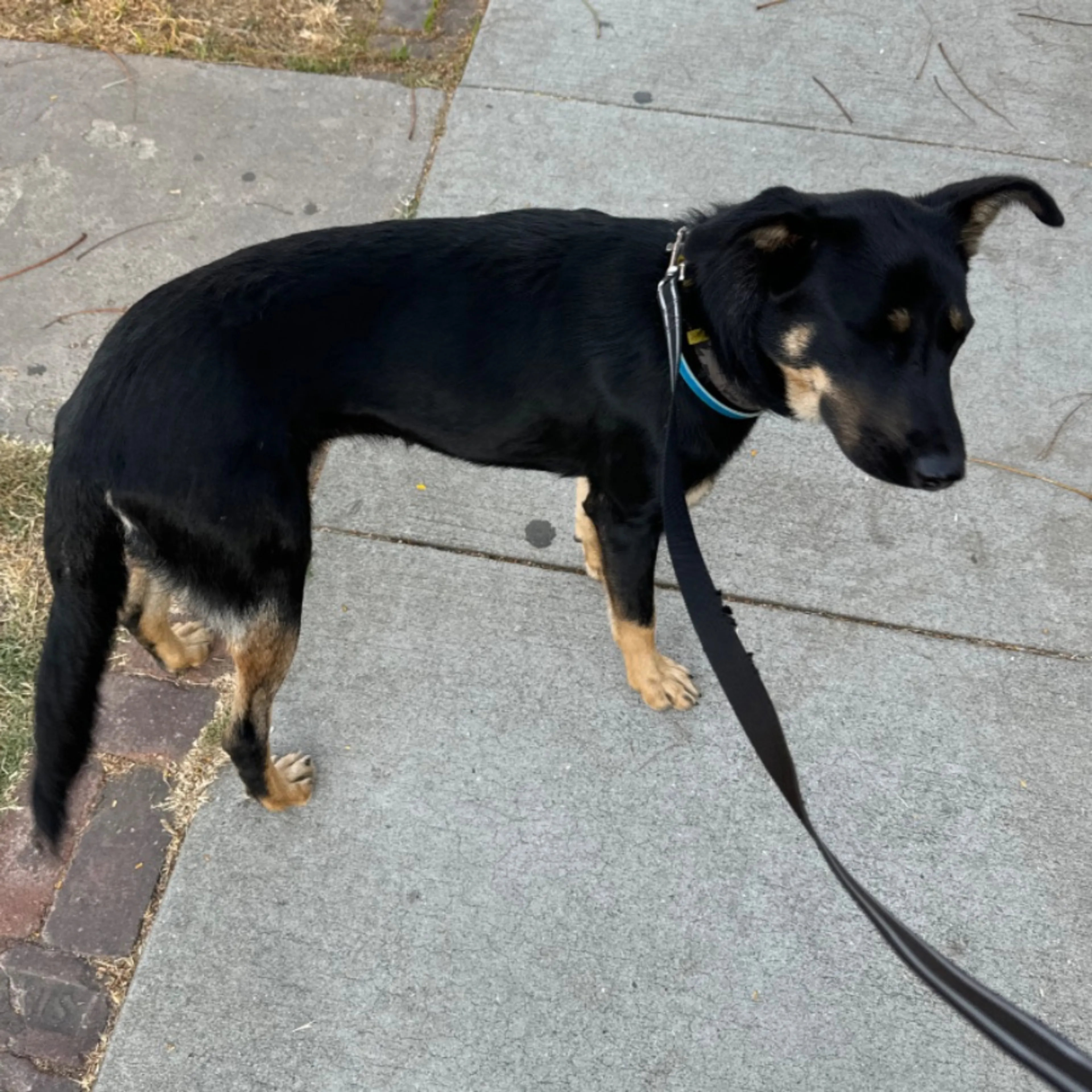 Lost pet