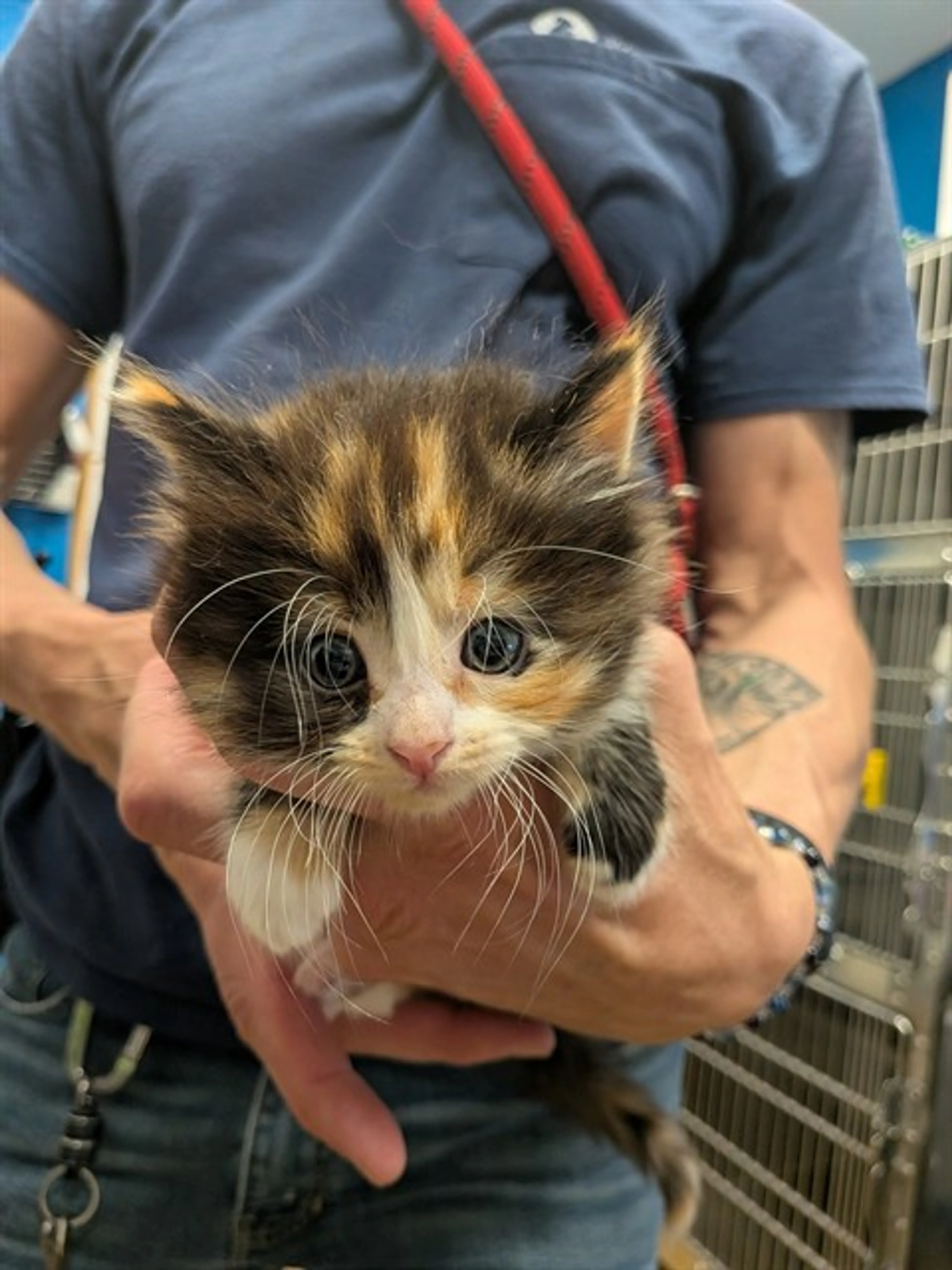 Found pet